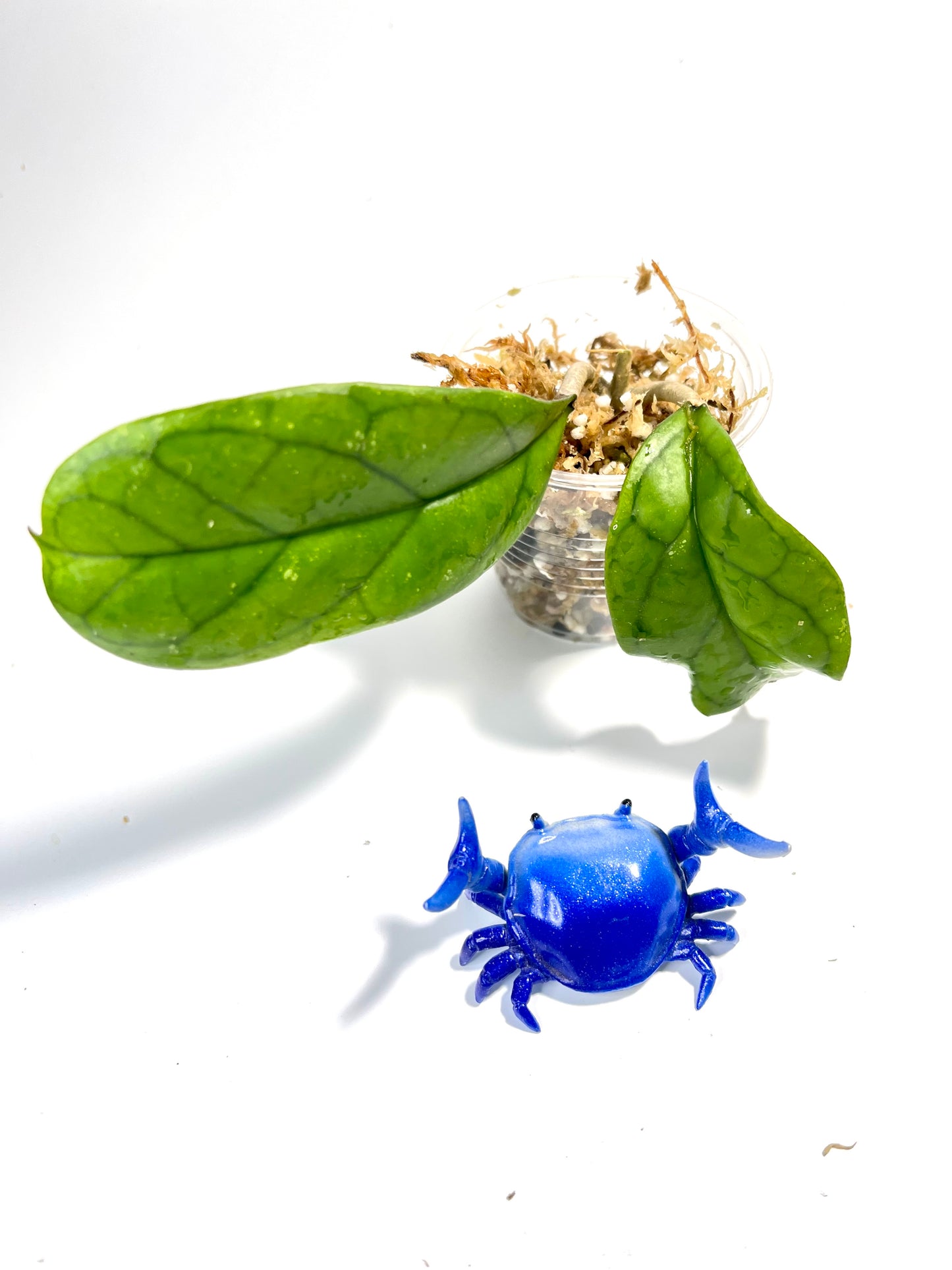 Hoya viola (deykeae x vitellina) - Unrooted