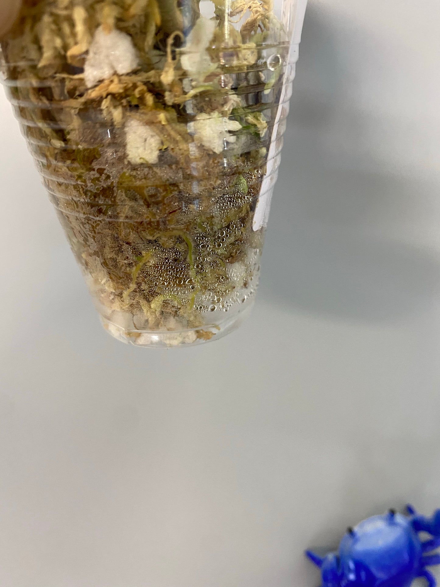 Hoya erythrostemma new, rooted