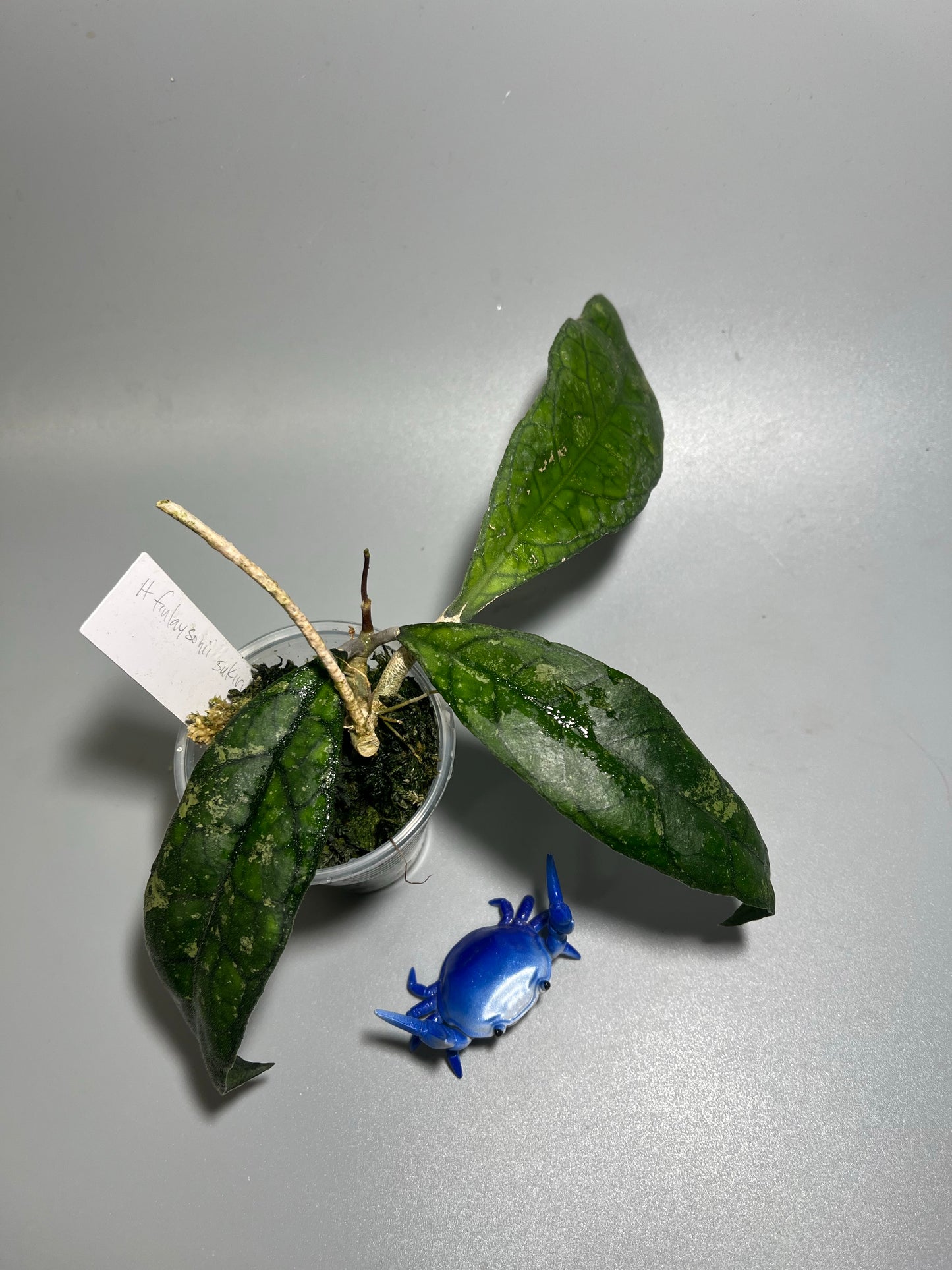 Hoya finlaysonii sukirin - rooted