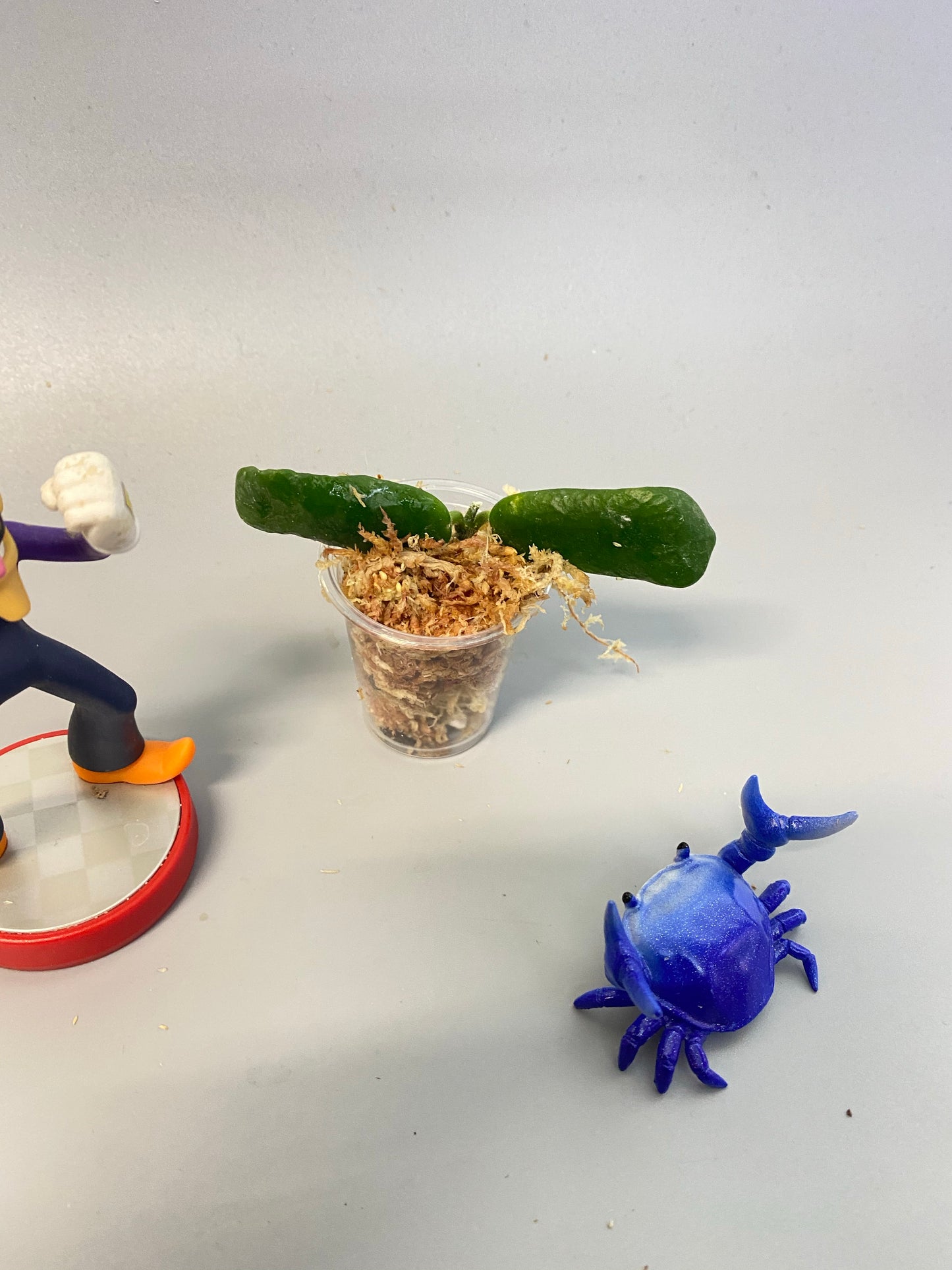 Hoya rotundiflora - Unrooted - free add-on