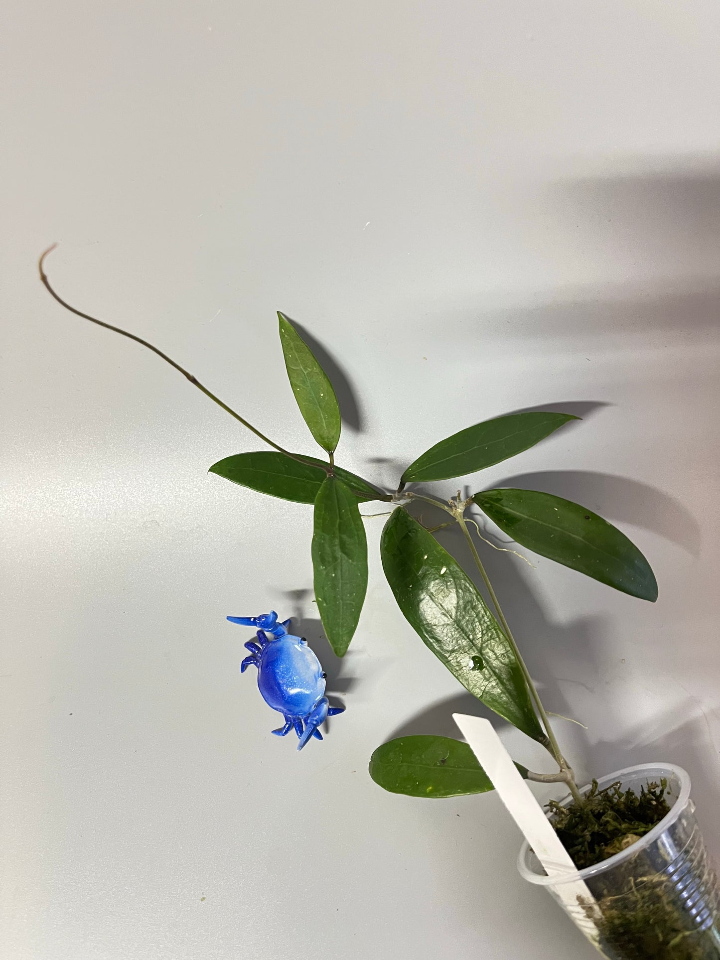 Hoya Ah-001 - has roots