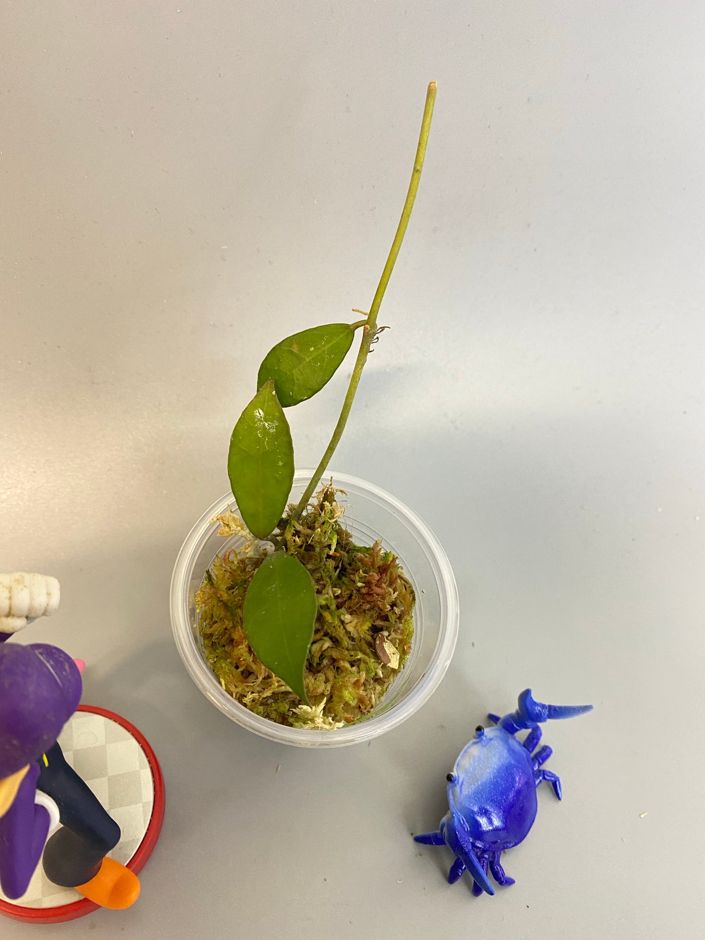 Hoya Rebecca - starting roots