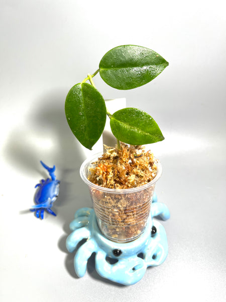 Hoya leucorhoda  - Unrooted