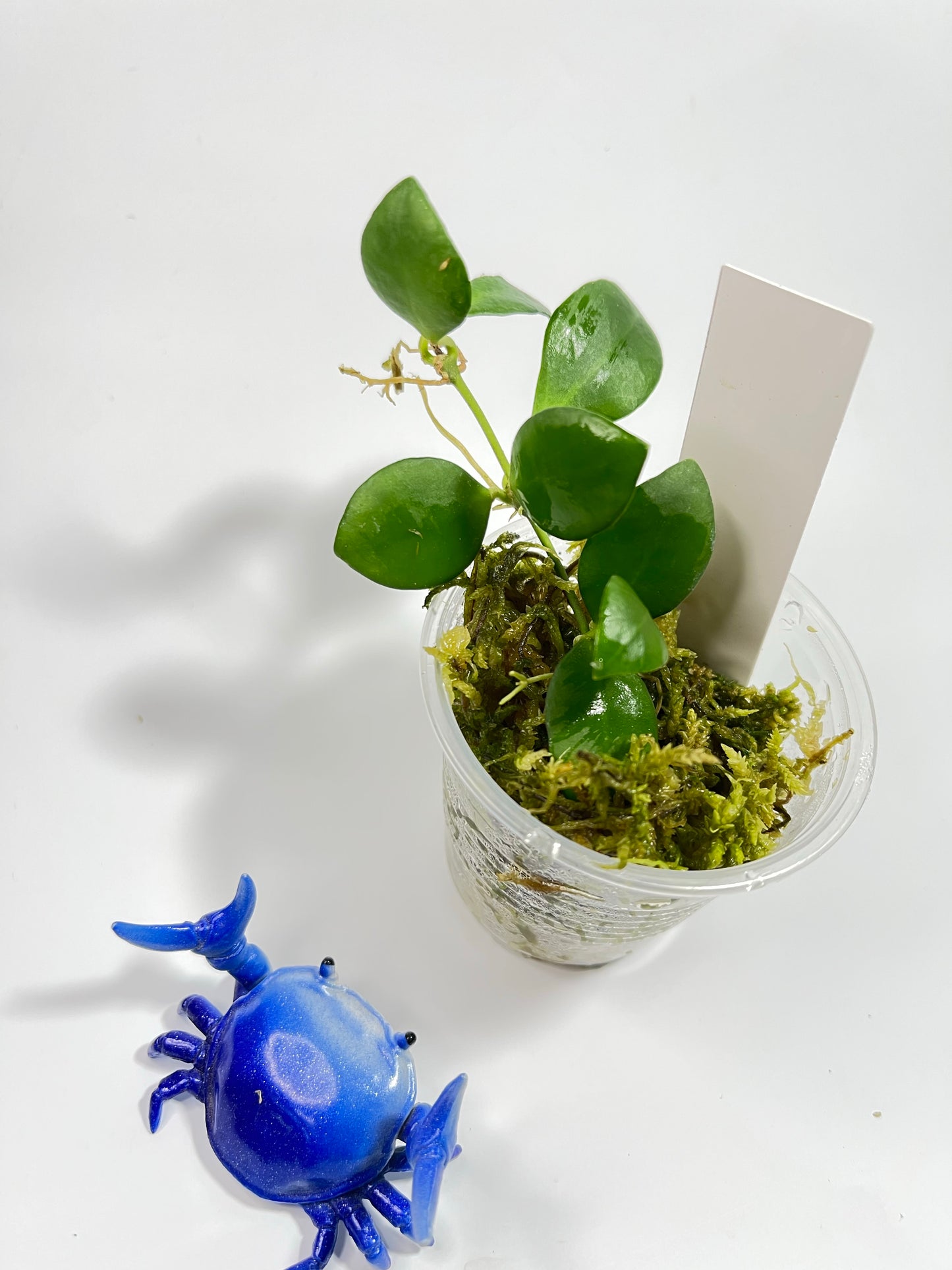 Hoya heuschkeliana pink - has some roots