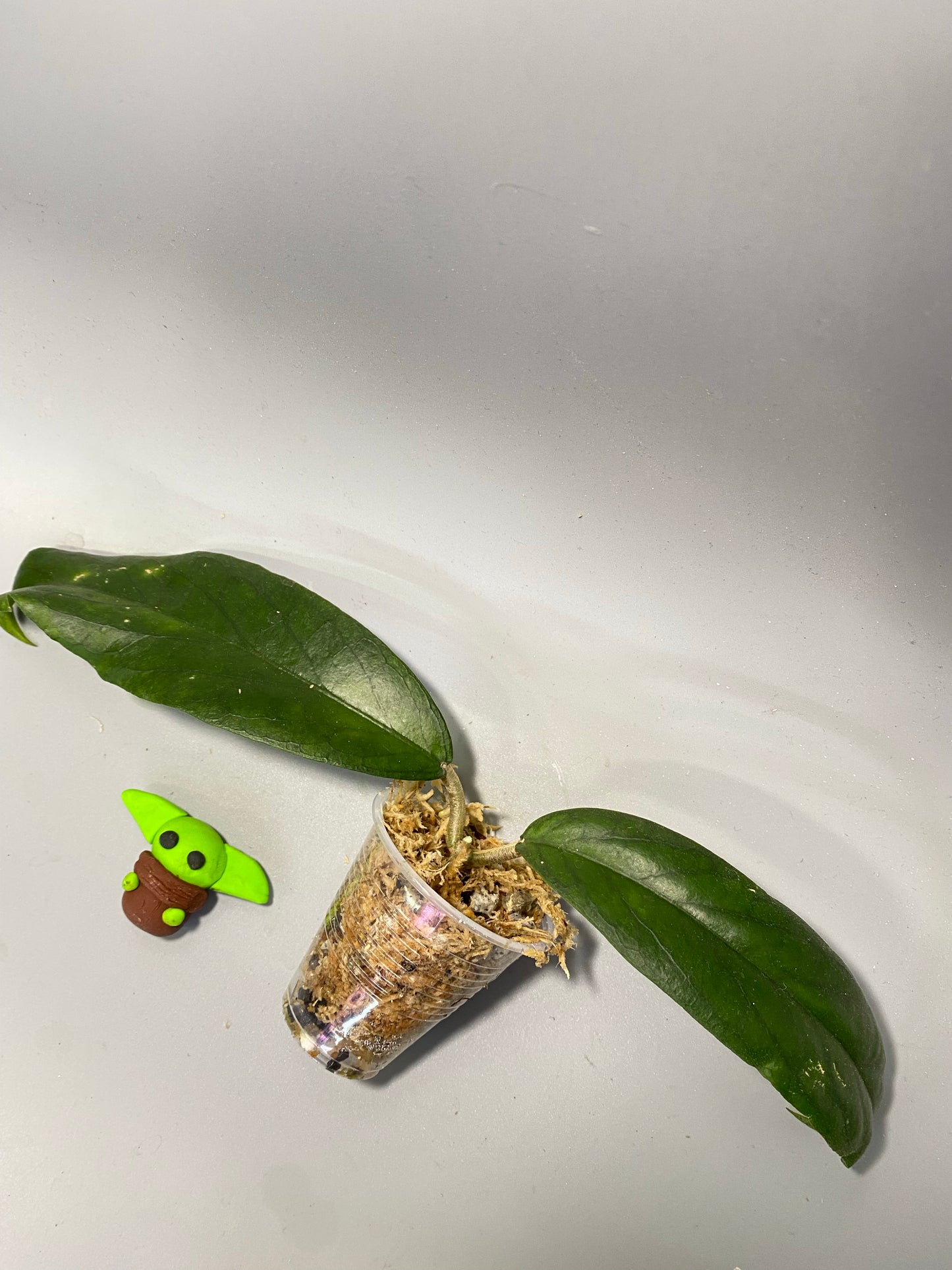 Hoya cv golden eye - unrooted