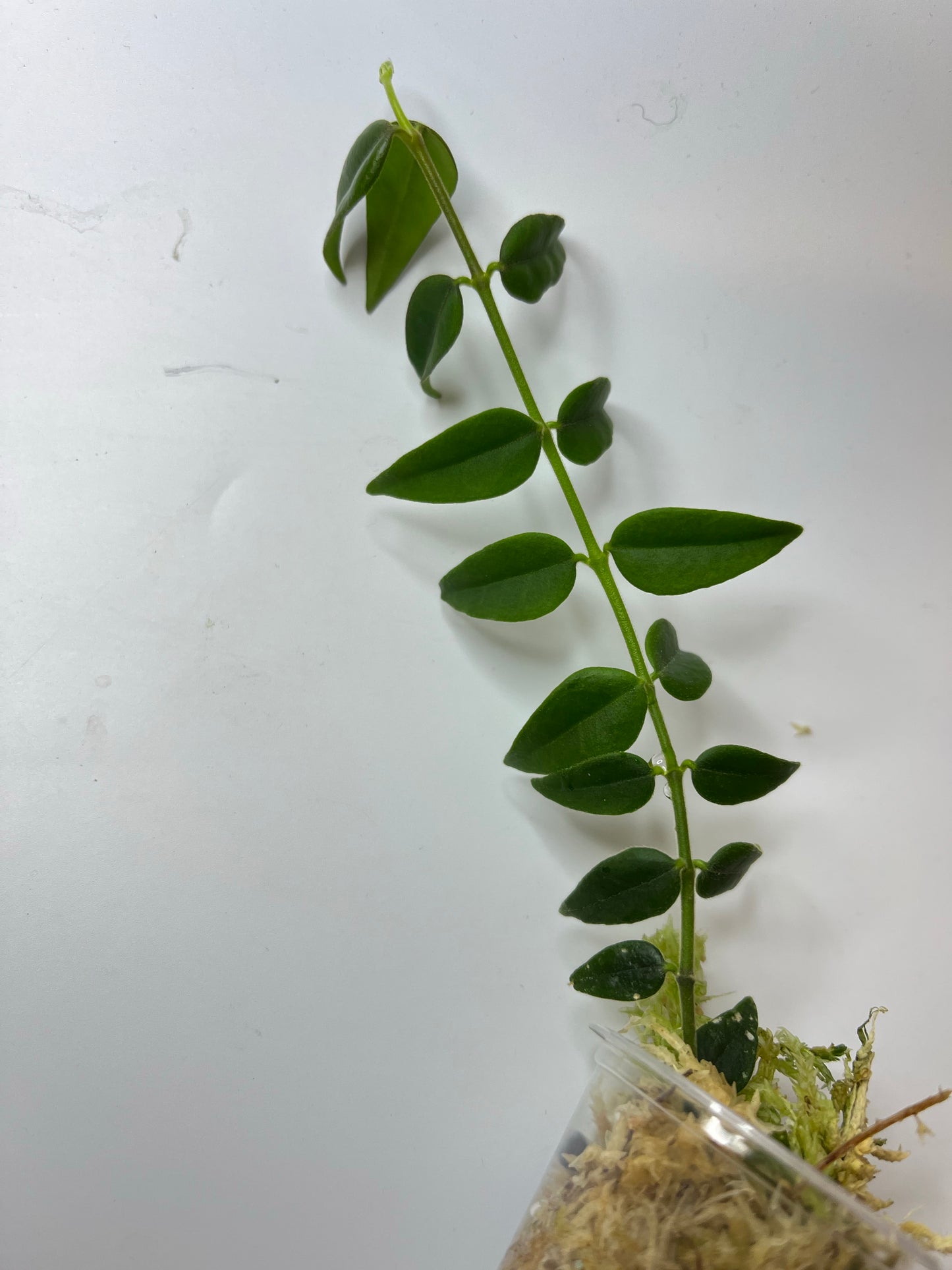 Free addon - Hoya Bella