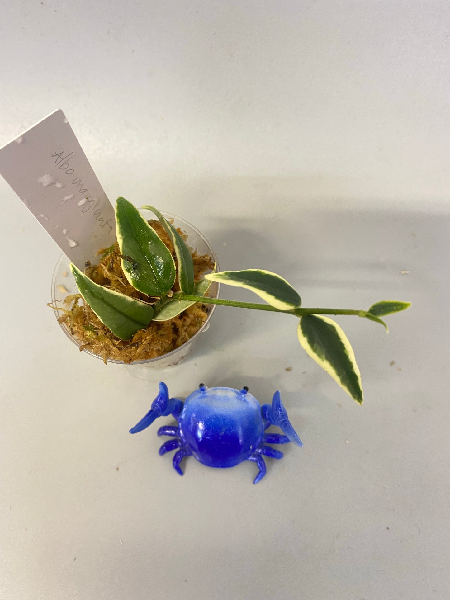 Hoya Bella outer variegation. (Albomarginata) - has roots