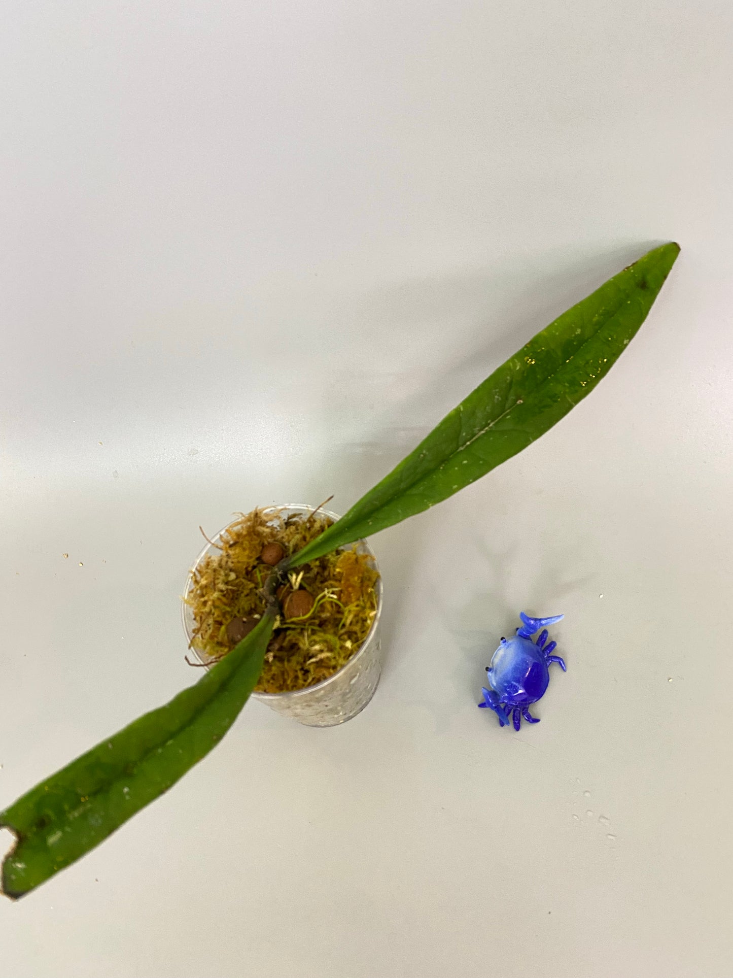 Hoya sulawesiana - has some roots