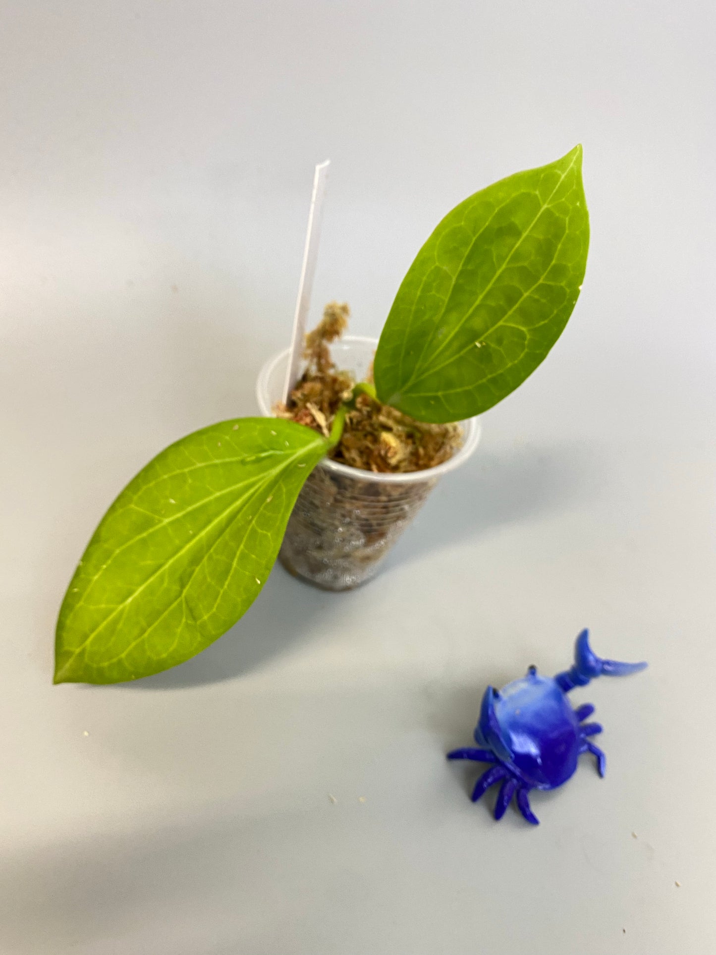 Hoya Hellwigiana - starting to root