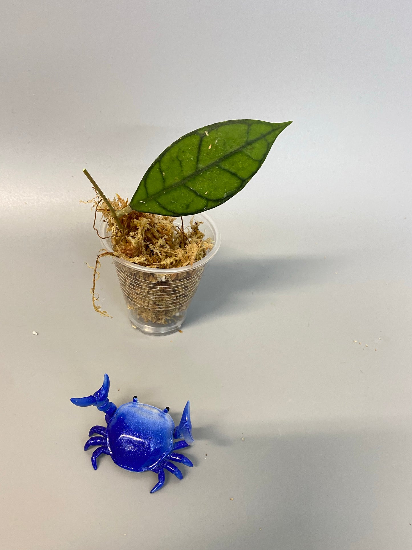 Hoya kalimantan - starting to root