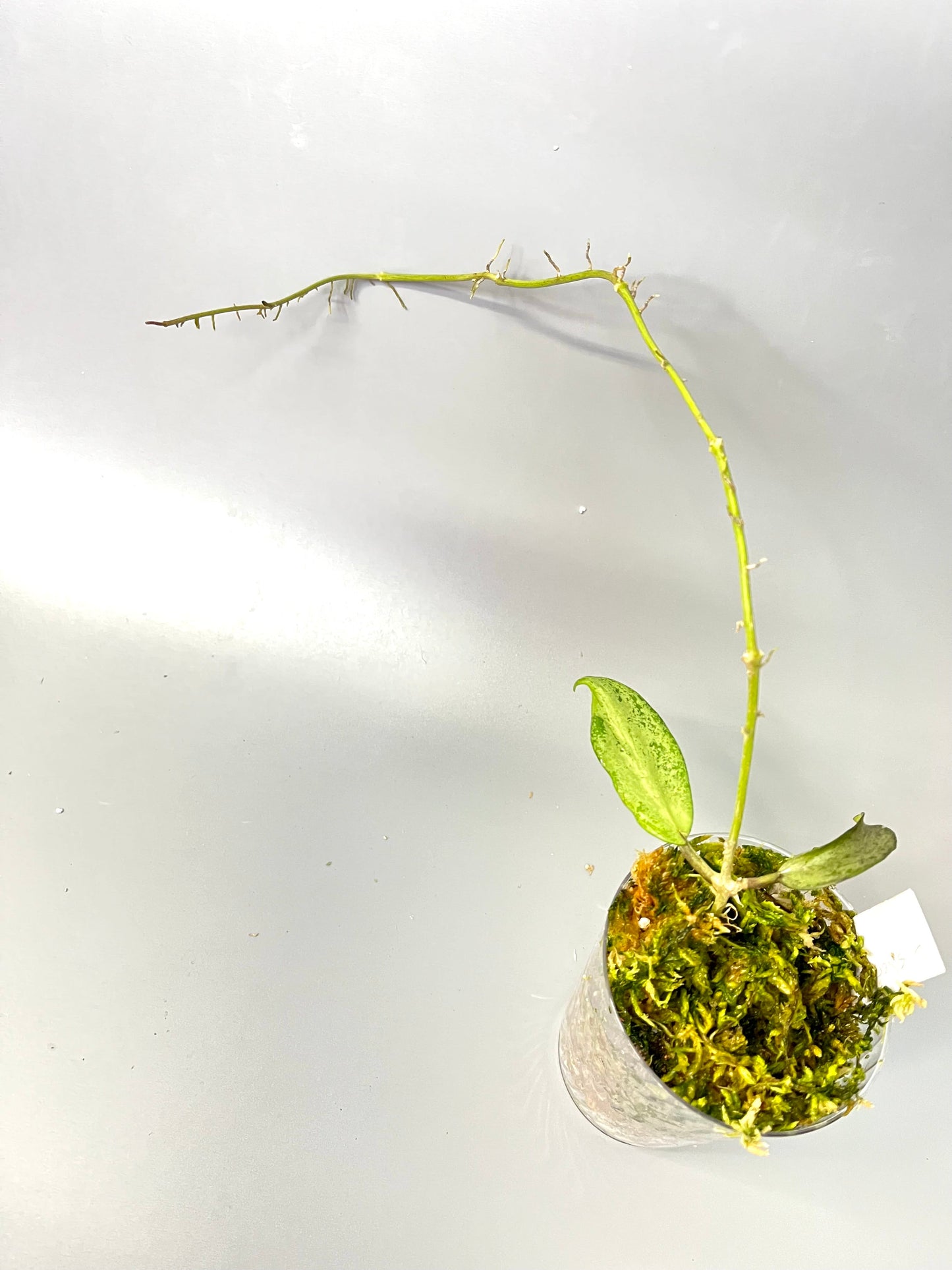 Hoya Silver lady (xiaojie 003) - starting to root