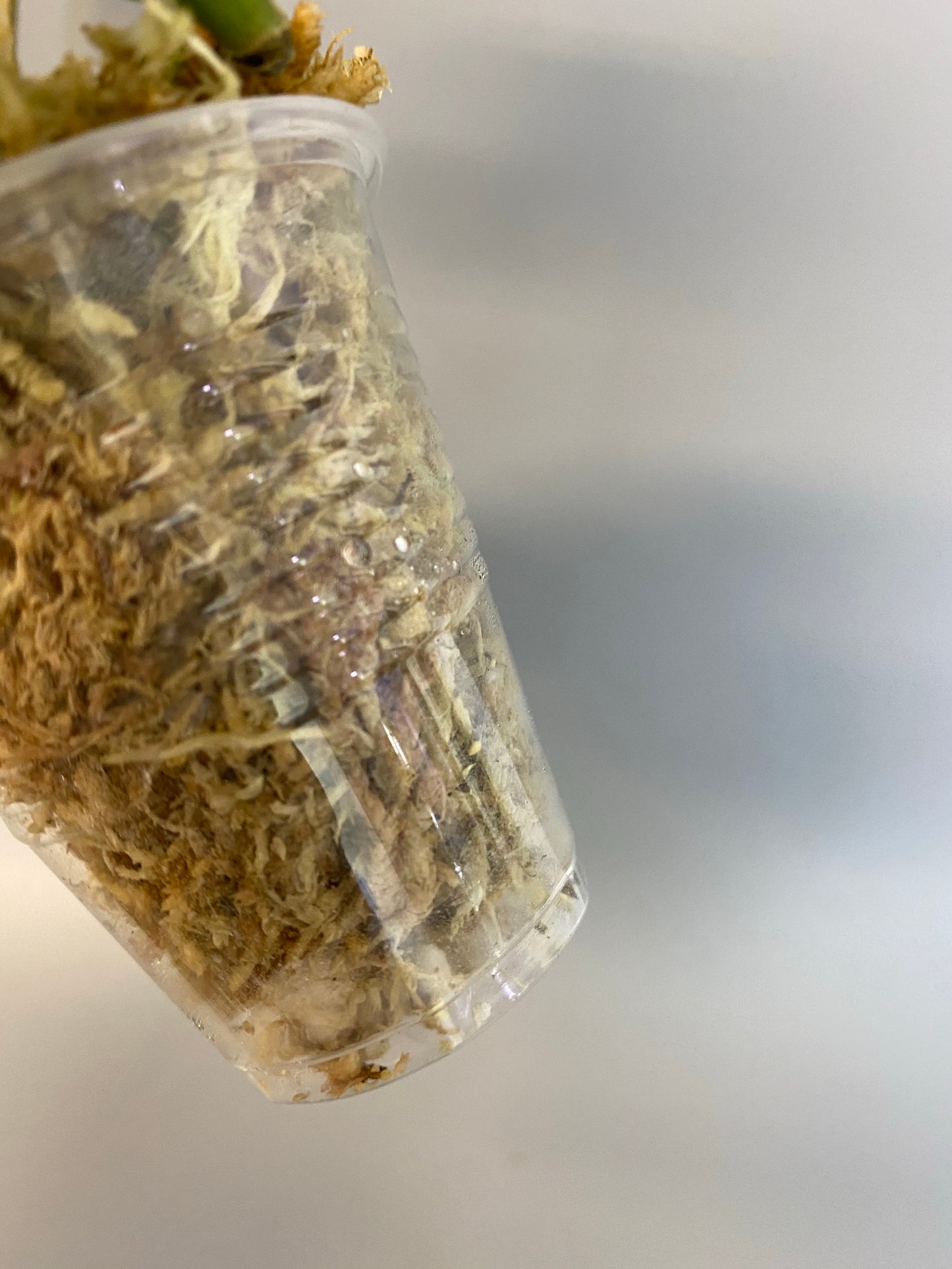 Hoya erythrostemma new , rooted