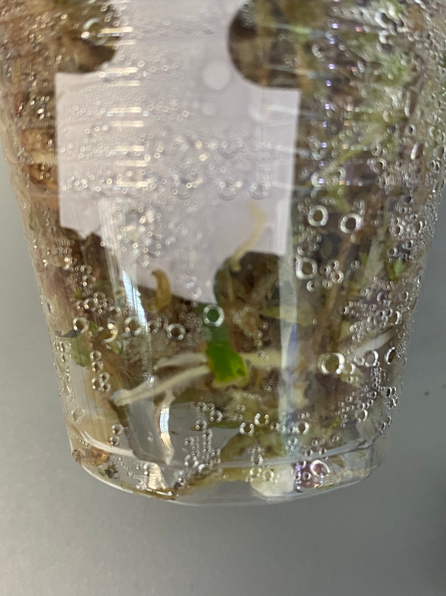 Hoya buotii sunrise - has some roots