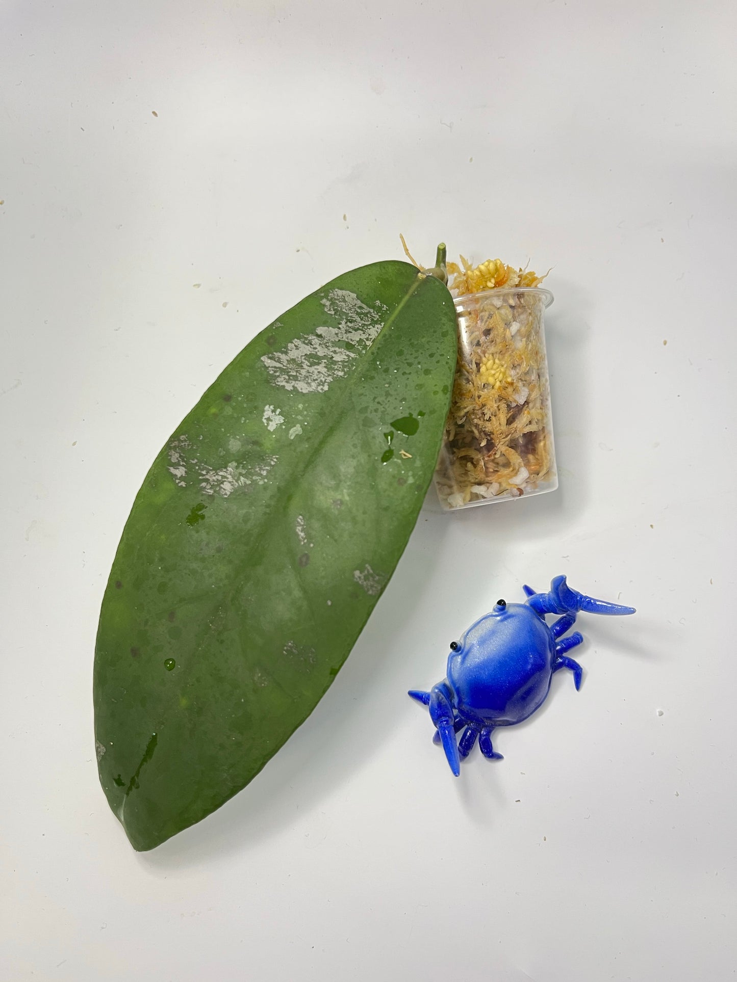 Hoya fauziana sp angulata - Unrooted