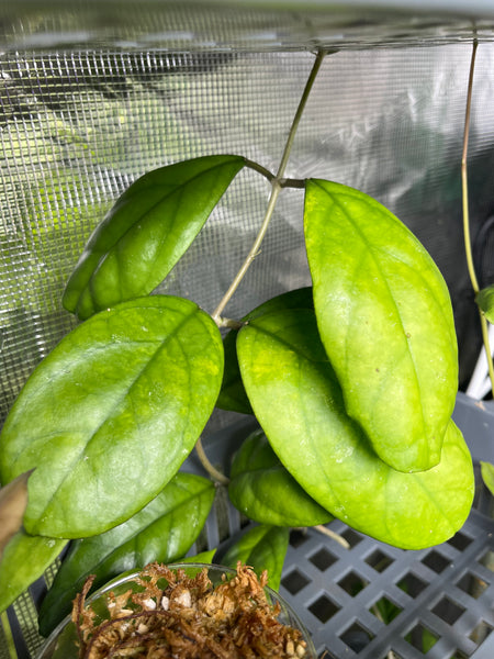 Hoya rb dick - EPC 196 - fresh cut 1 node / 2 leaves - Unrooted