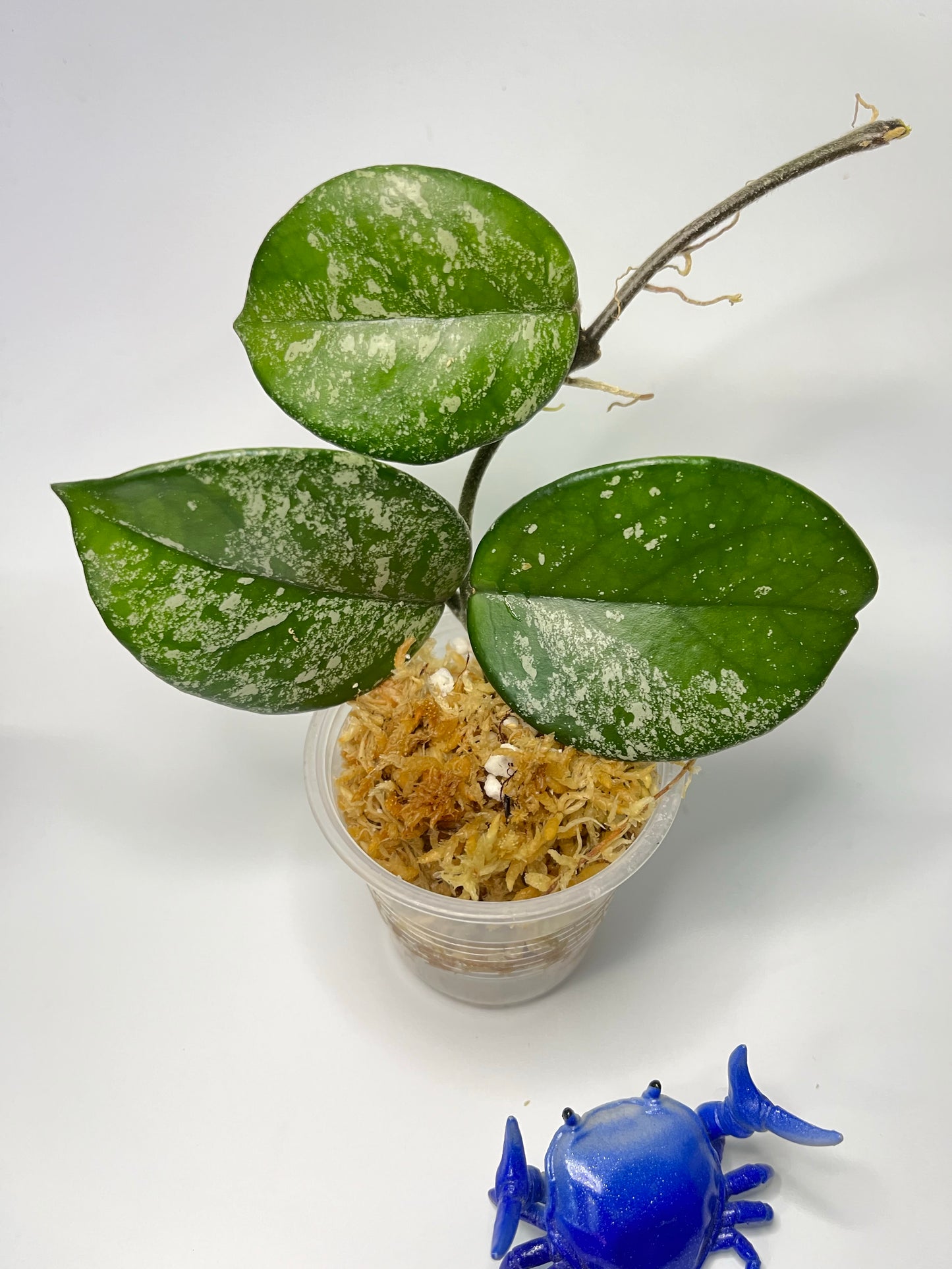 Hoya carnosa freckles splash - unrooted