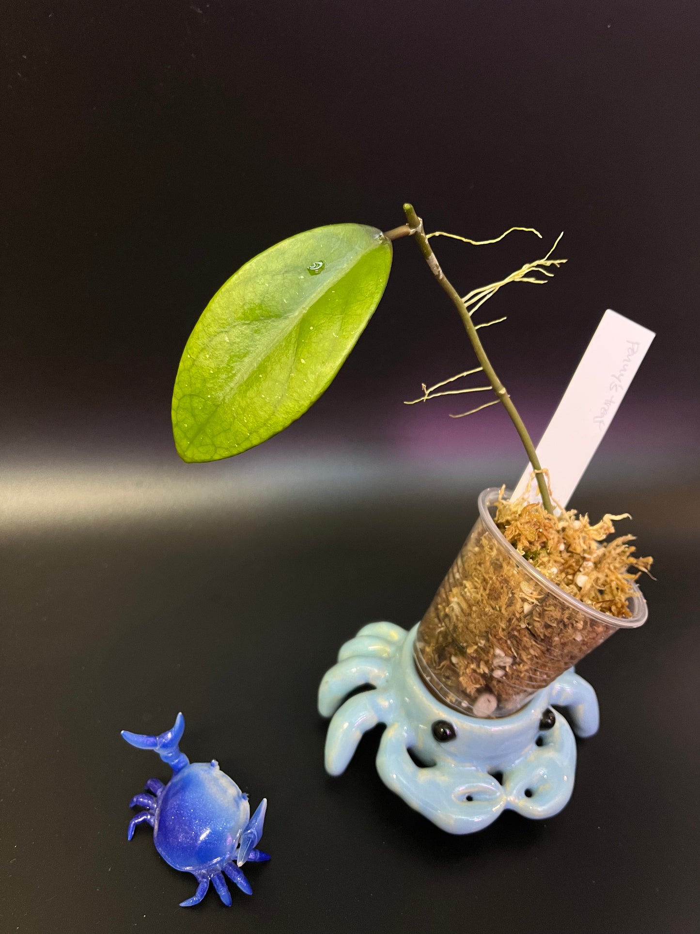 Hoya penny’s treat MB 1405B - Unrooted