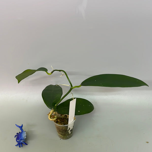 Hoya treubiana - active growth
