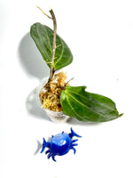 Hoya Latifolia seeds AH001 - Unrooted