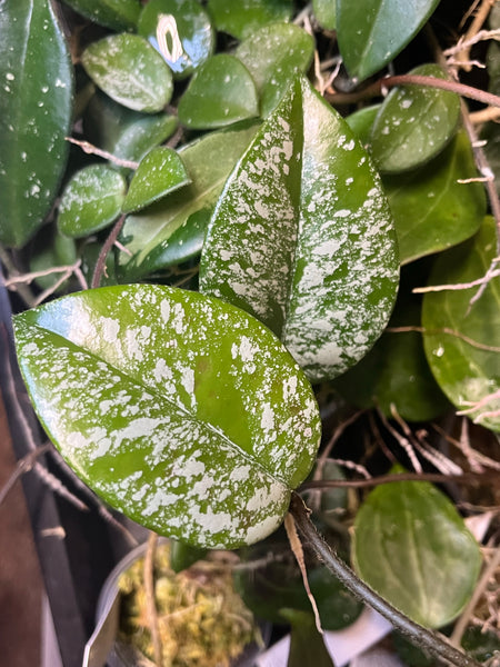 Hoya carnosa freckles splash - fresh cut 2 leaves / 2+ node - unrooted