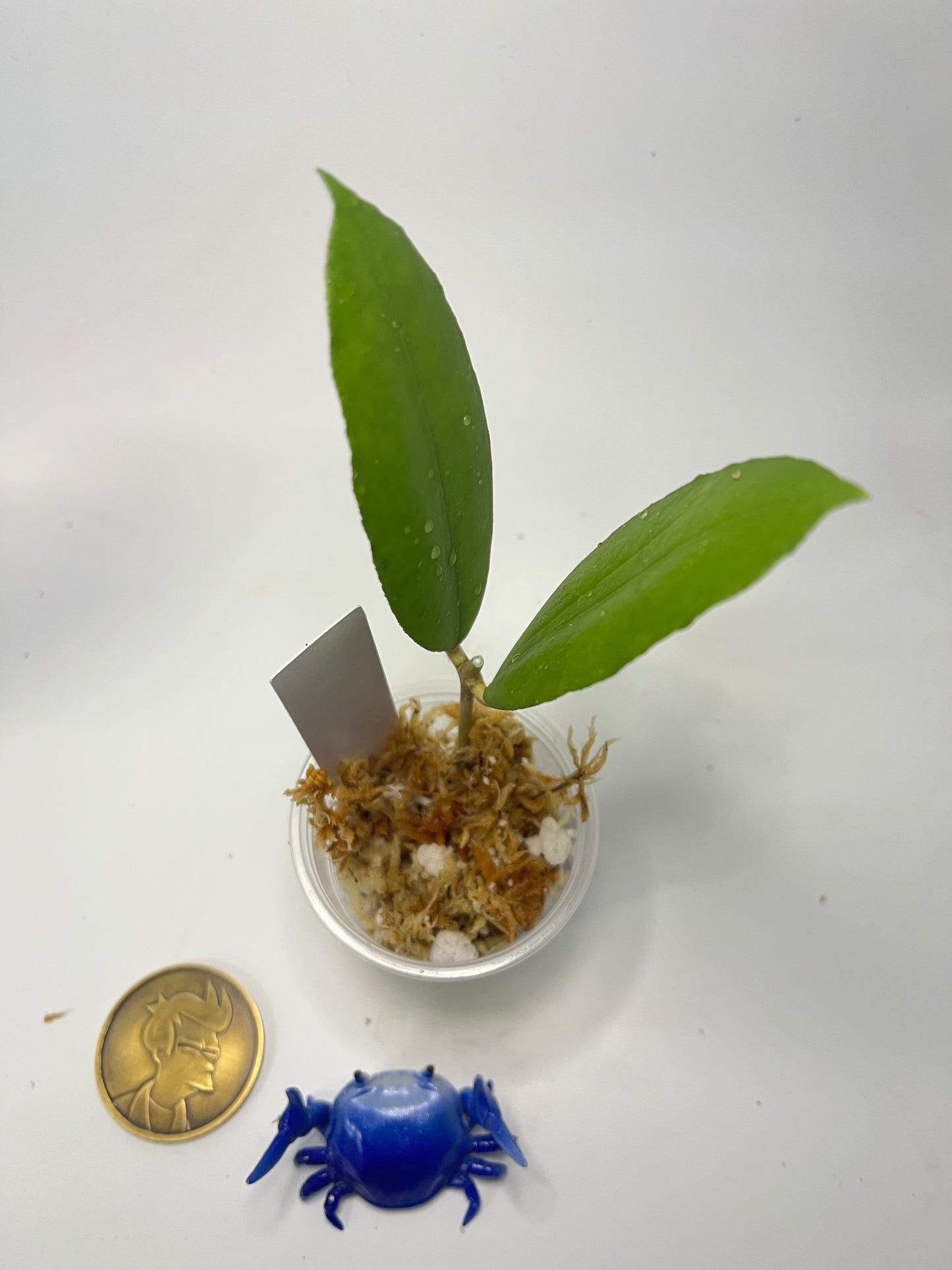 Hoya finlaysonii Nakon - Unrooted