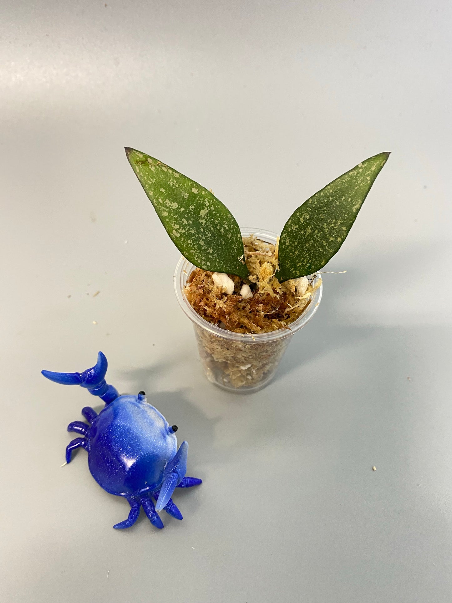 Hoya parviflora -unrooted