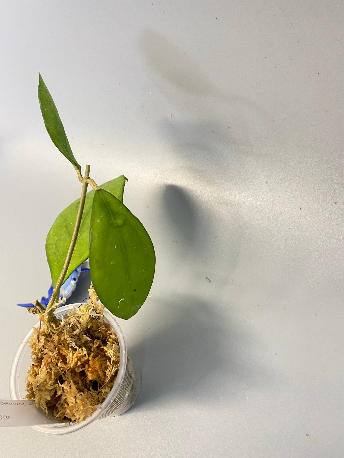 Hoya erythrostemma - pink