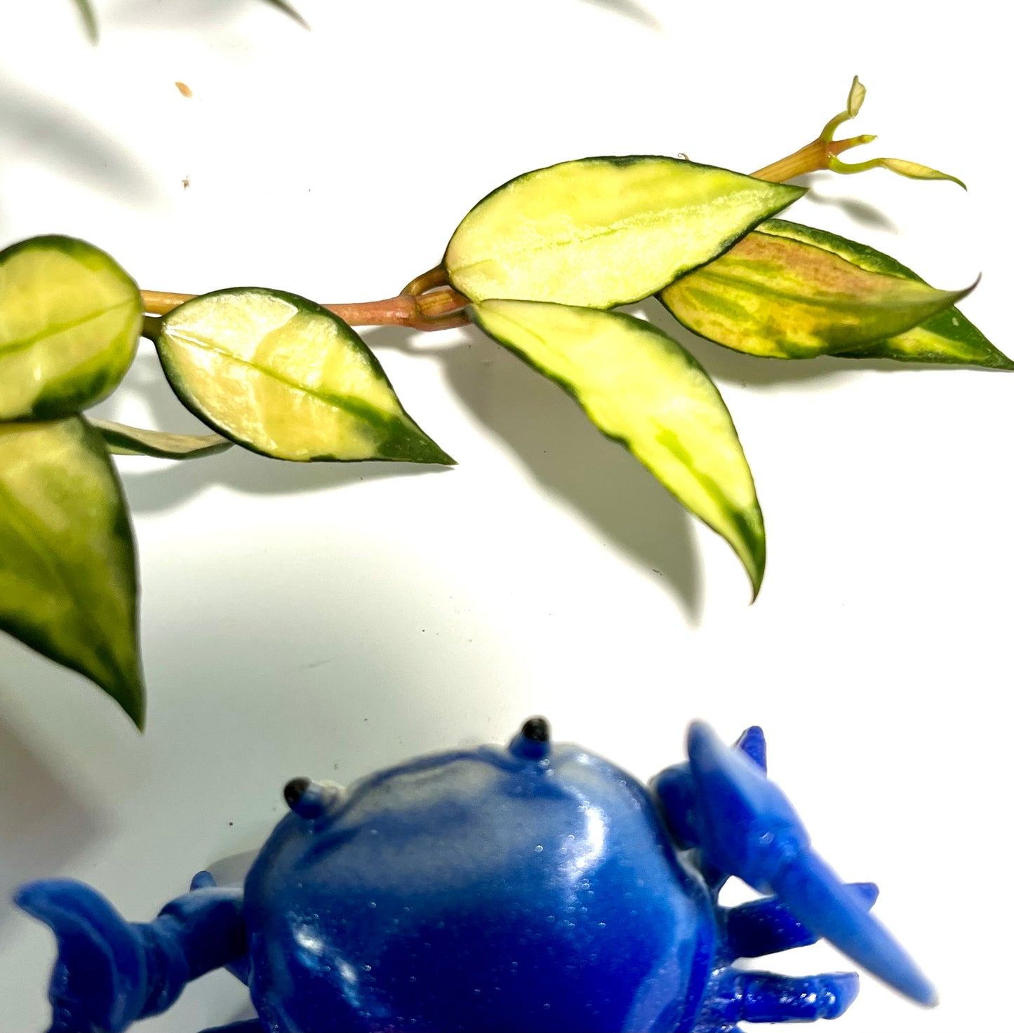 Hoya lacunosa variegated - fresh cut - 3 nodes - Unrooted