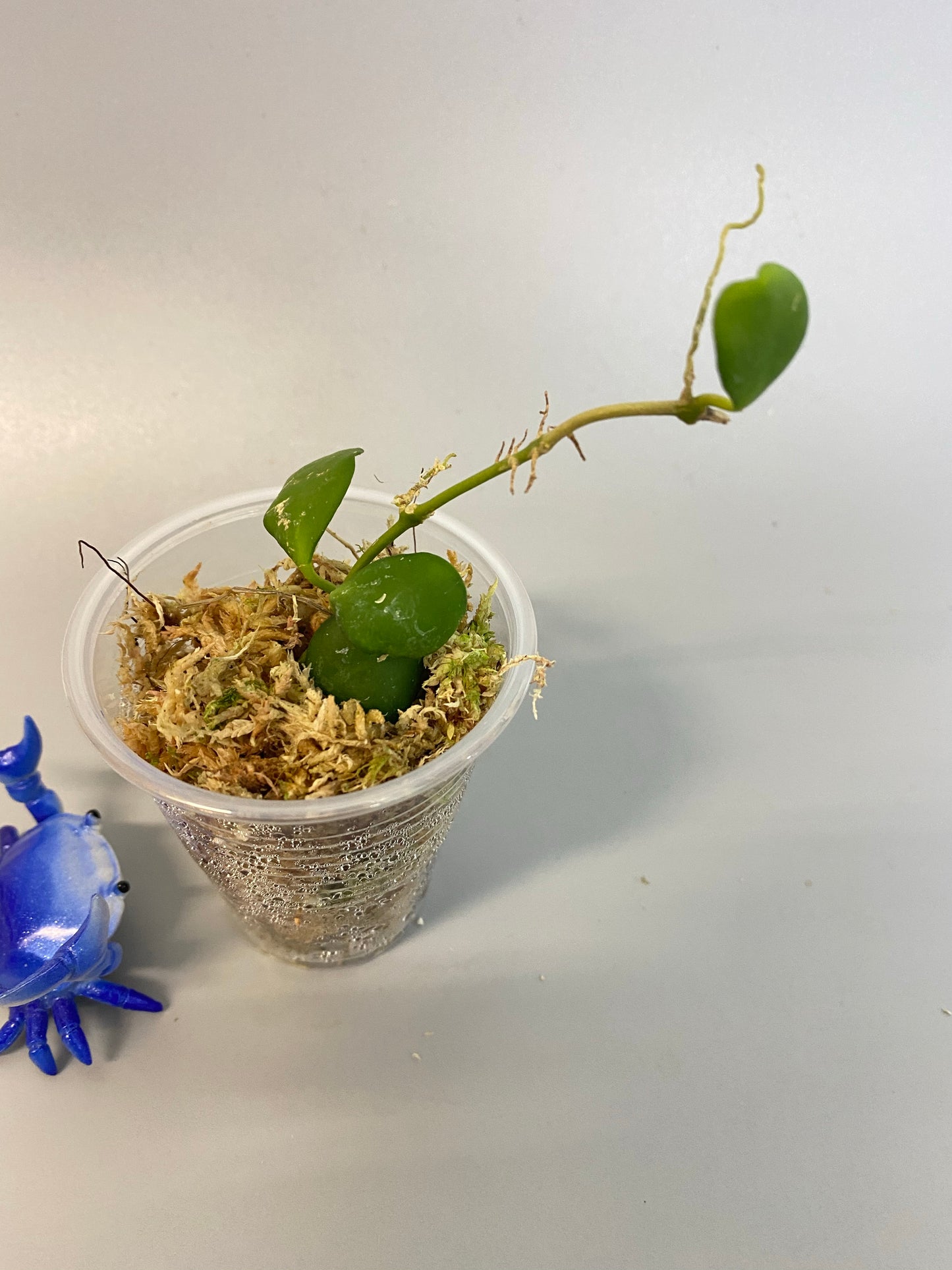 Hoya heuschkeliana - rooted - free addon