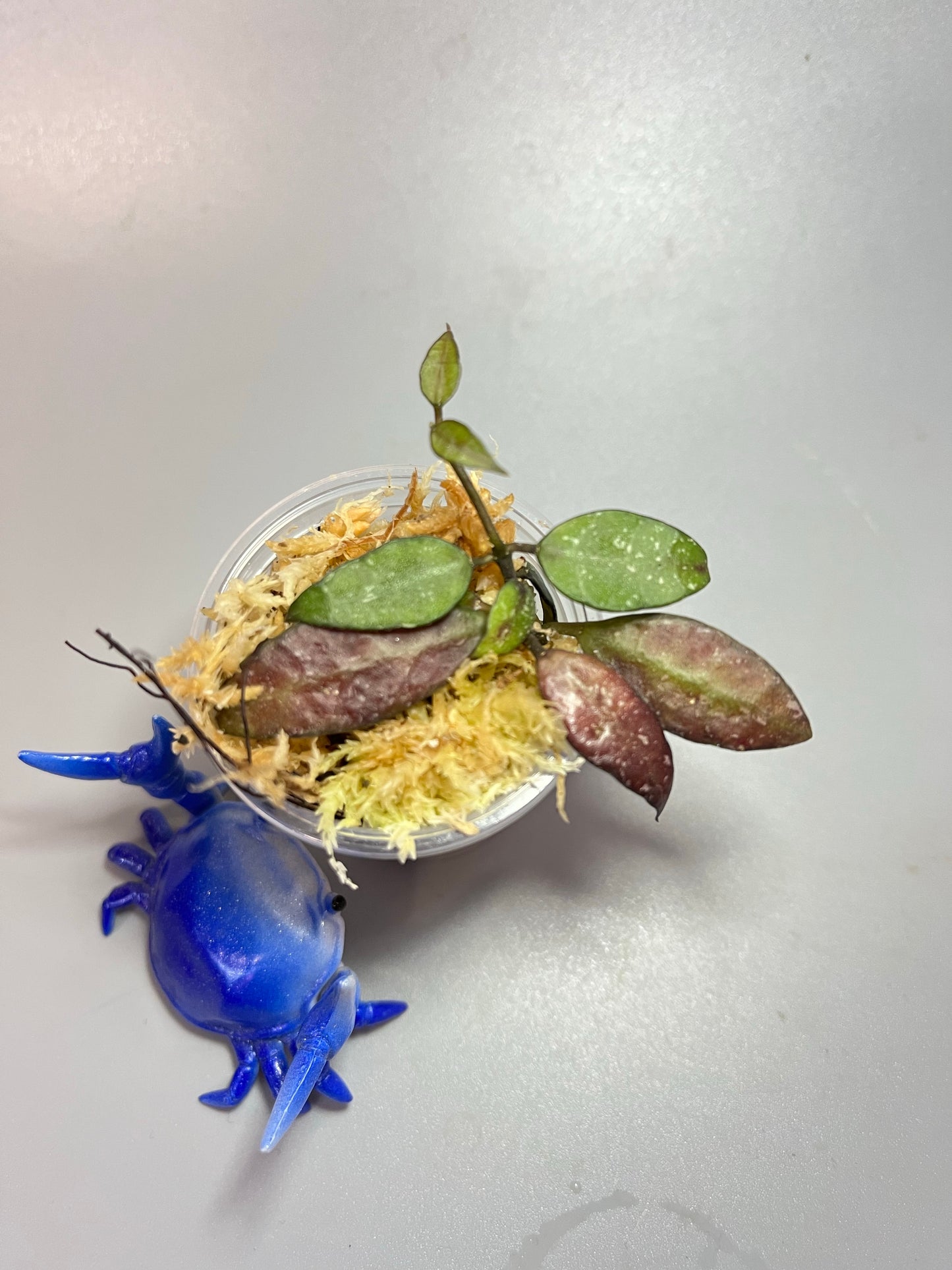 Reserved for Amee - Hoya lacunosa perangin durian - unrooted