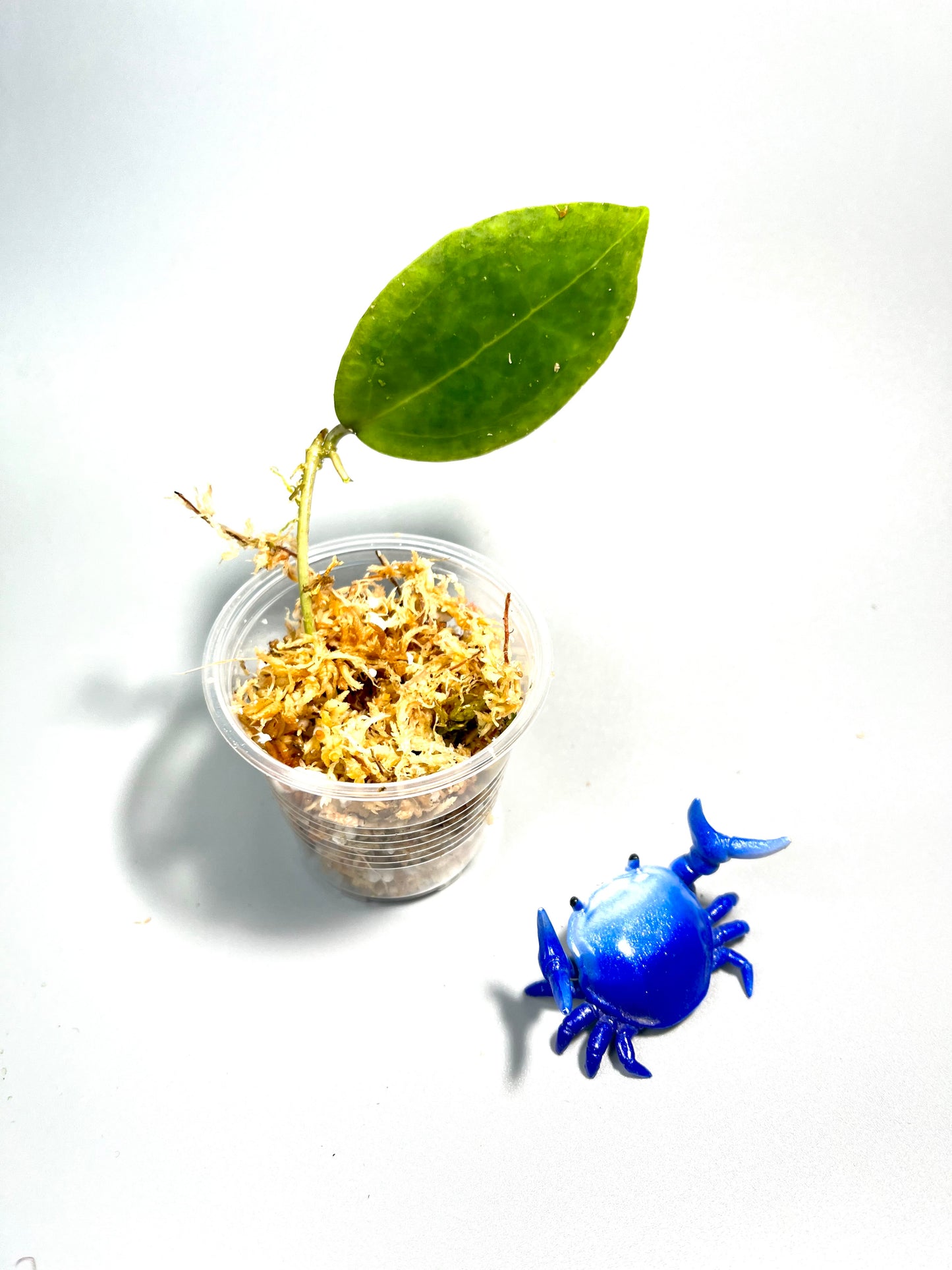 Hoya sp rangsan / rangsam 01 - unrooted