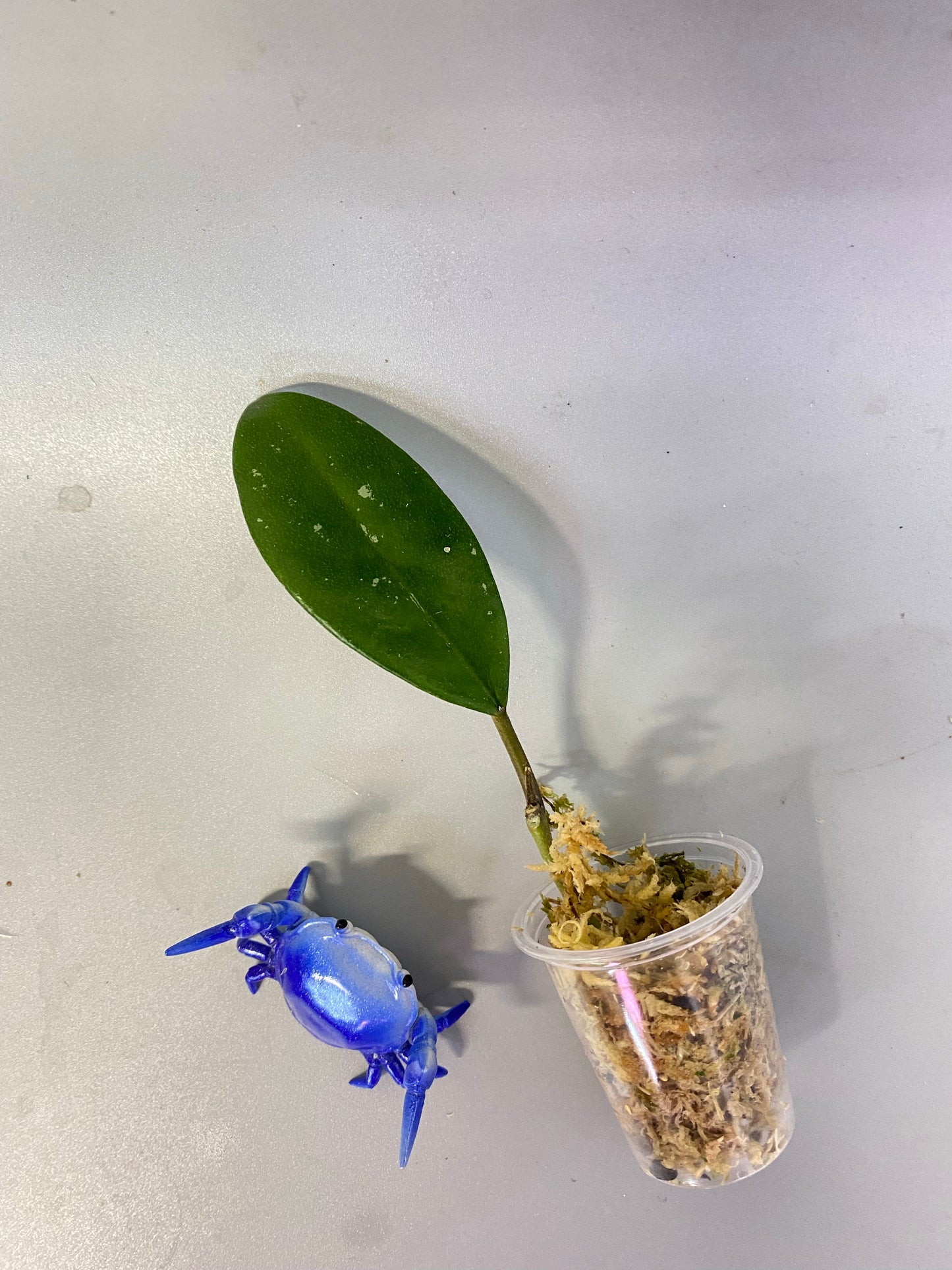 Hoya AH-074 reverted - unrooted