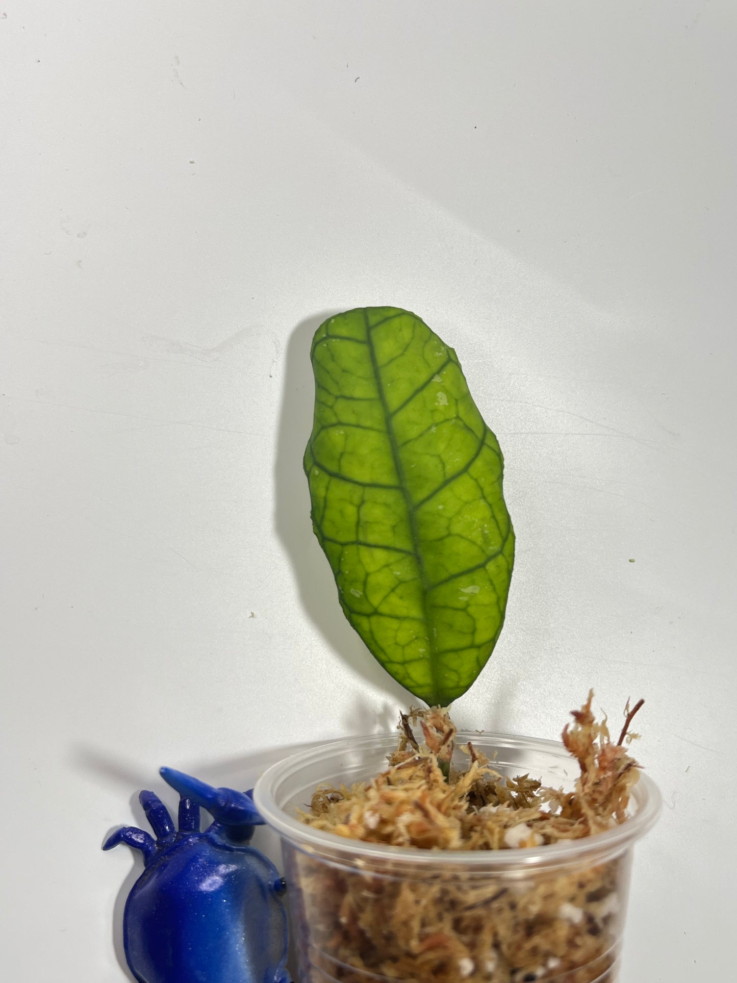 Hoya AH021 - Unrooted