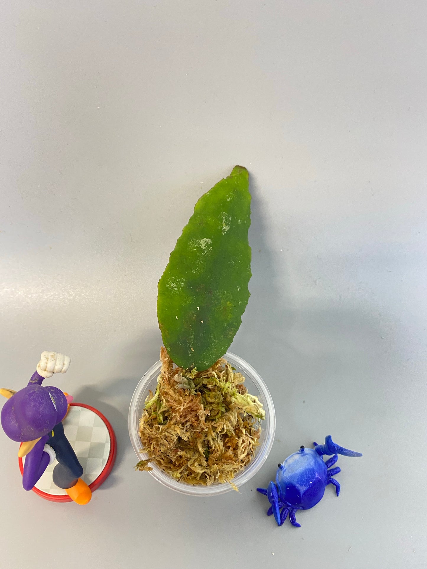 Hoya caudata big green leaf