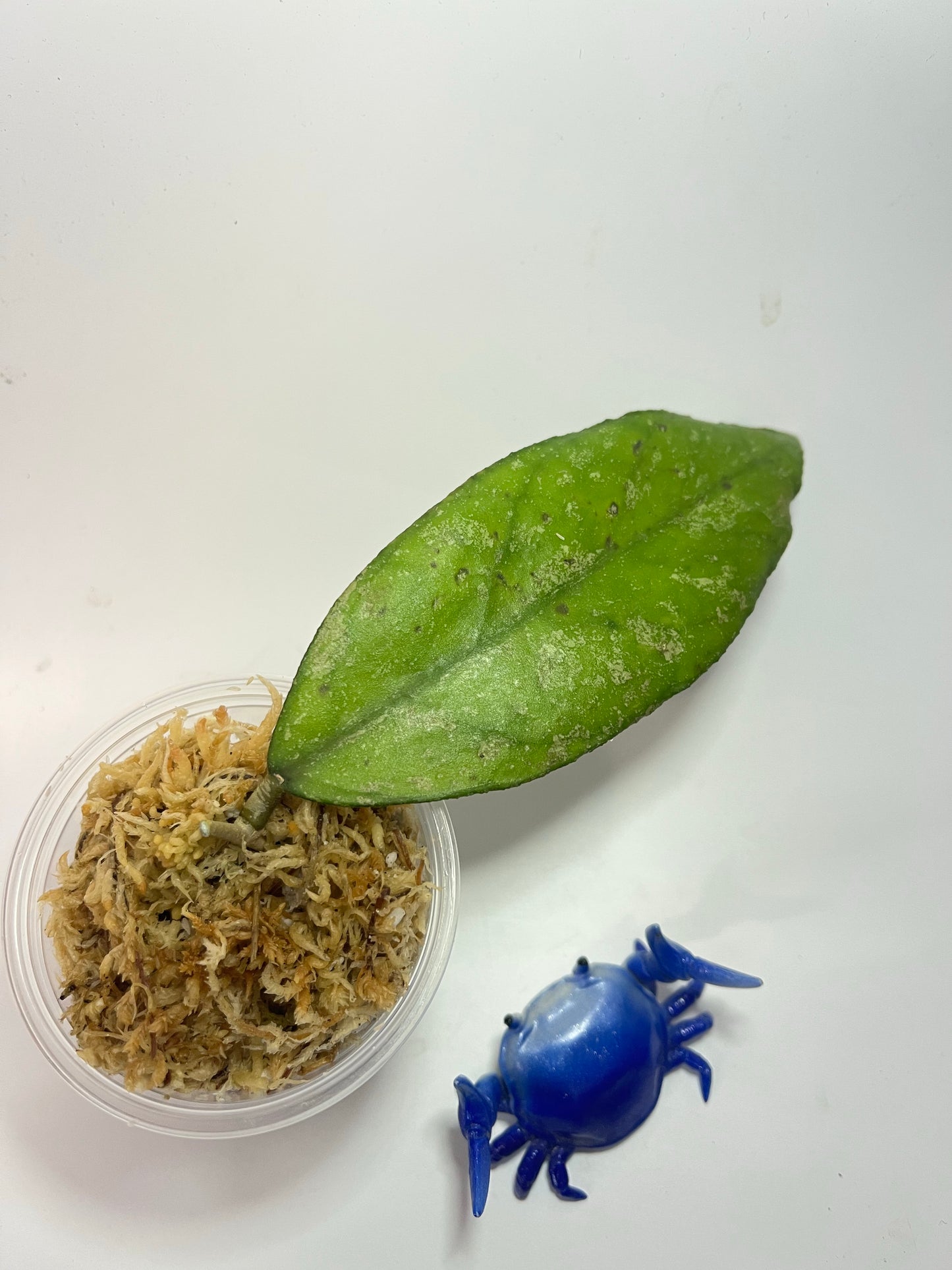 Hoya bahoi - starting to root