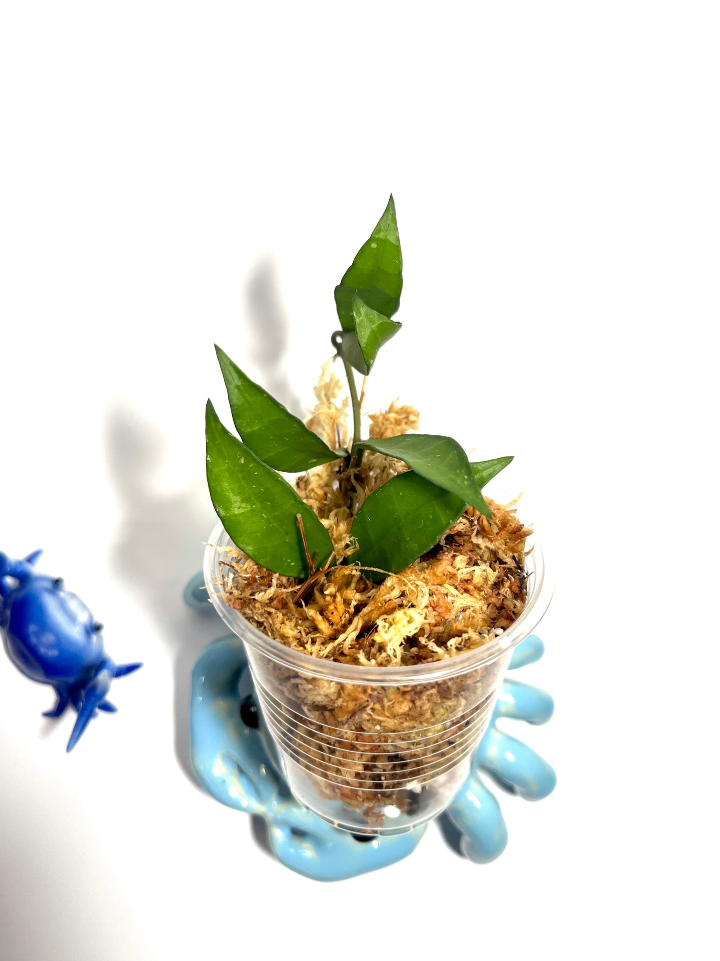 Hoya lacunosa long leaf - Malaysia - Unrooted