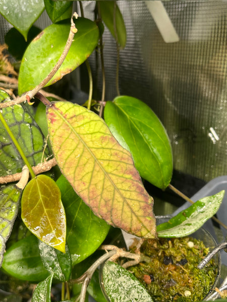 Hoya sp sabah - epc 961 - fresh cut - 1 node, 1 leaf
