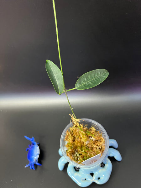 Hoya sp aff evelinae - starting to root