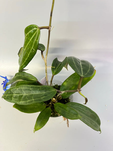 Hoya clandestina - has roots
