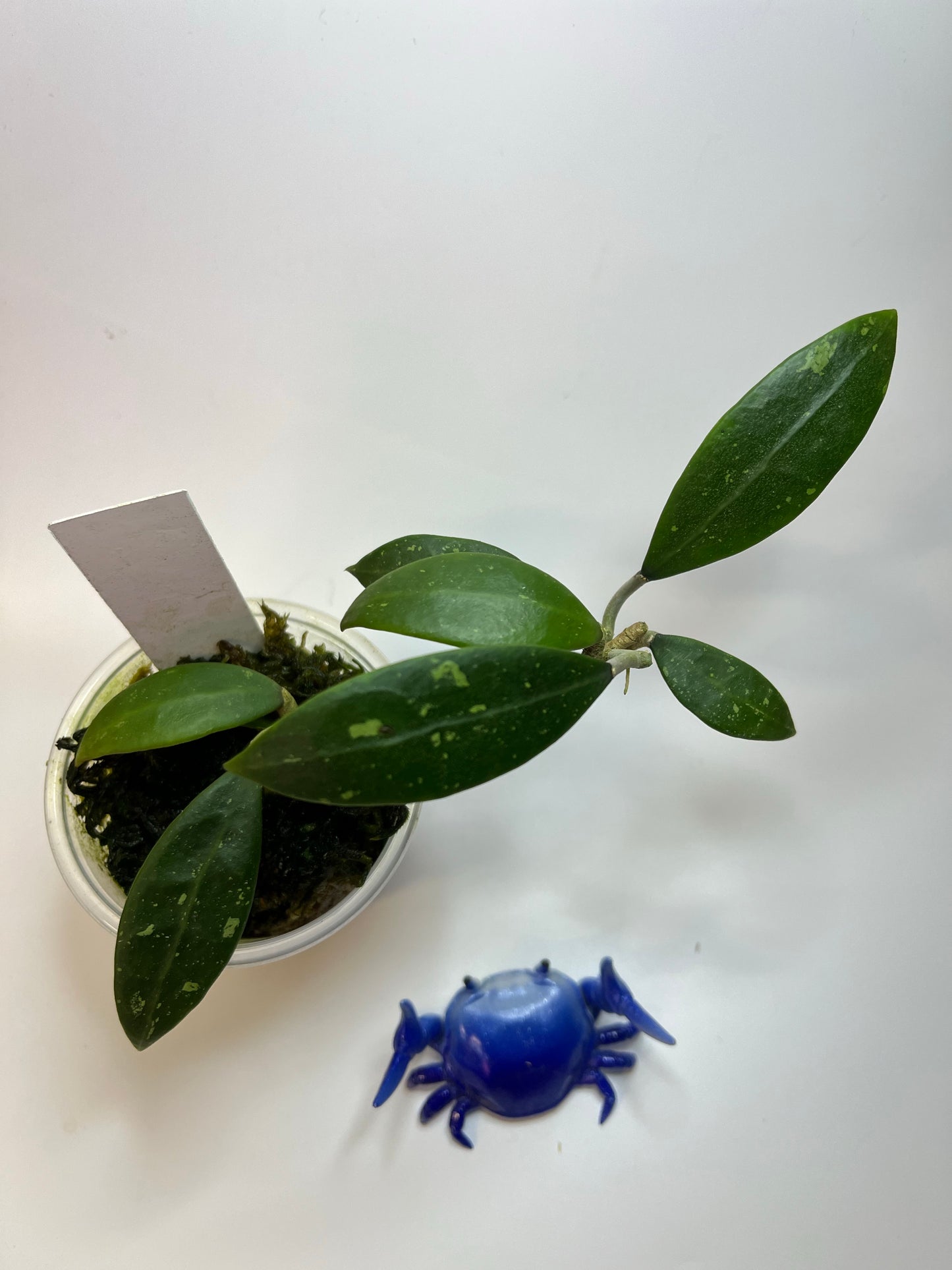 Hoya acuta mini - has roots