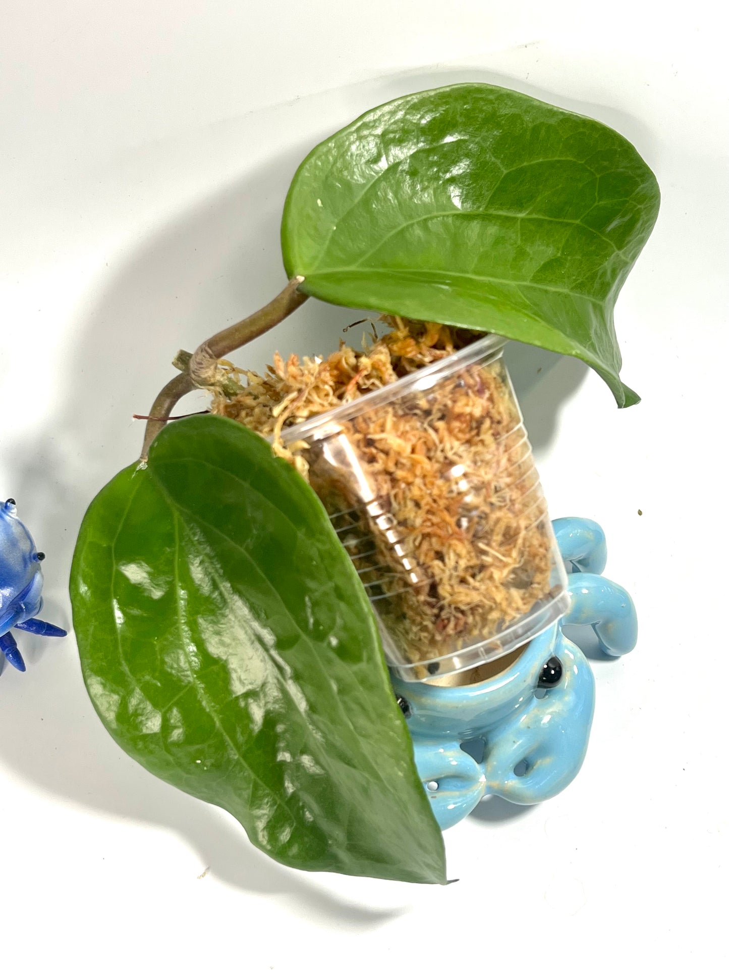 Hoya surigaoensis - Unrooted