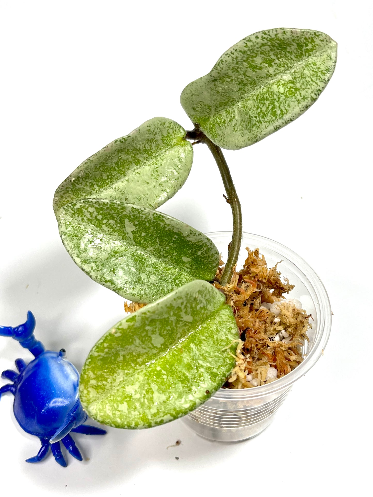 Hoya nova ghost - reverted from argentea princess - Unrooted