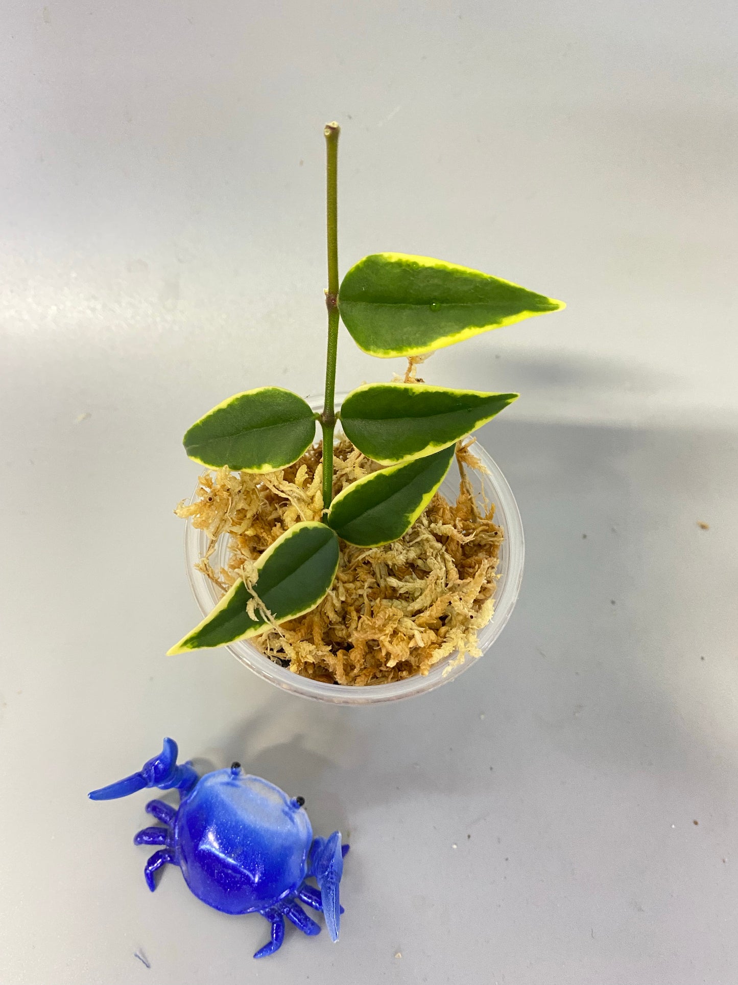 Hoya Bella outer variegation. (Albomarginata) - Unrooted