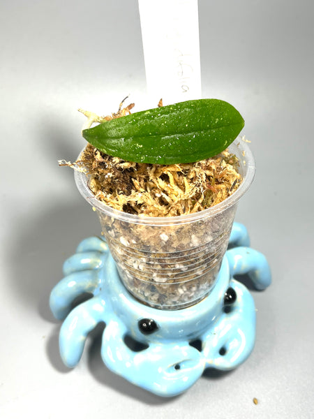 Hoya rigidifolia - Unrooted