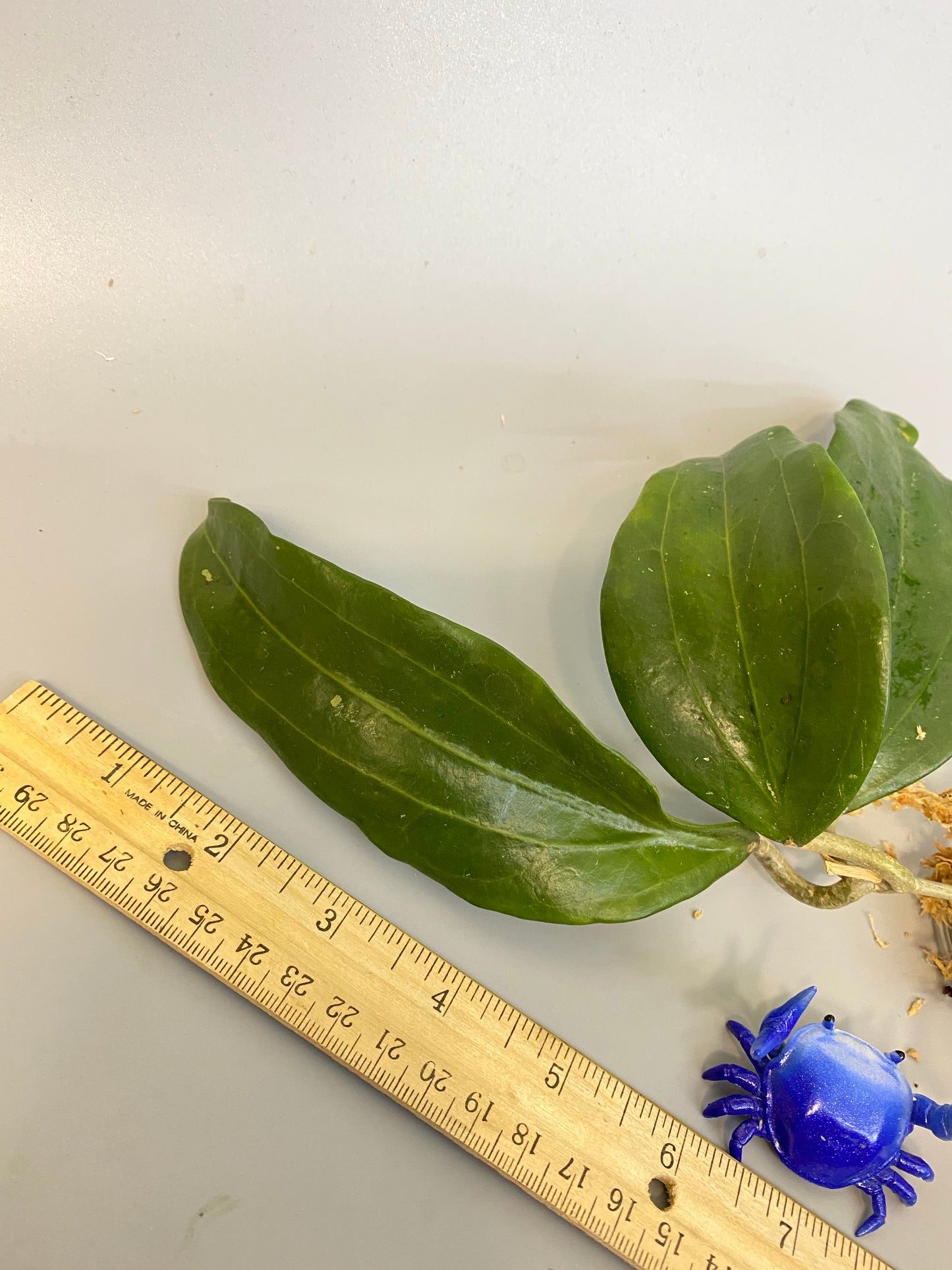 Hoya Rigida long leaf- unrooted