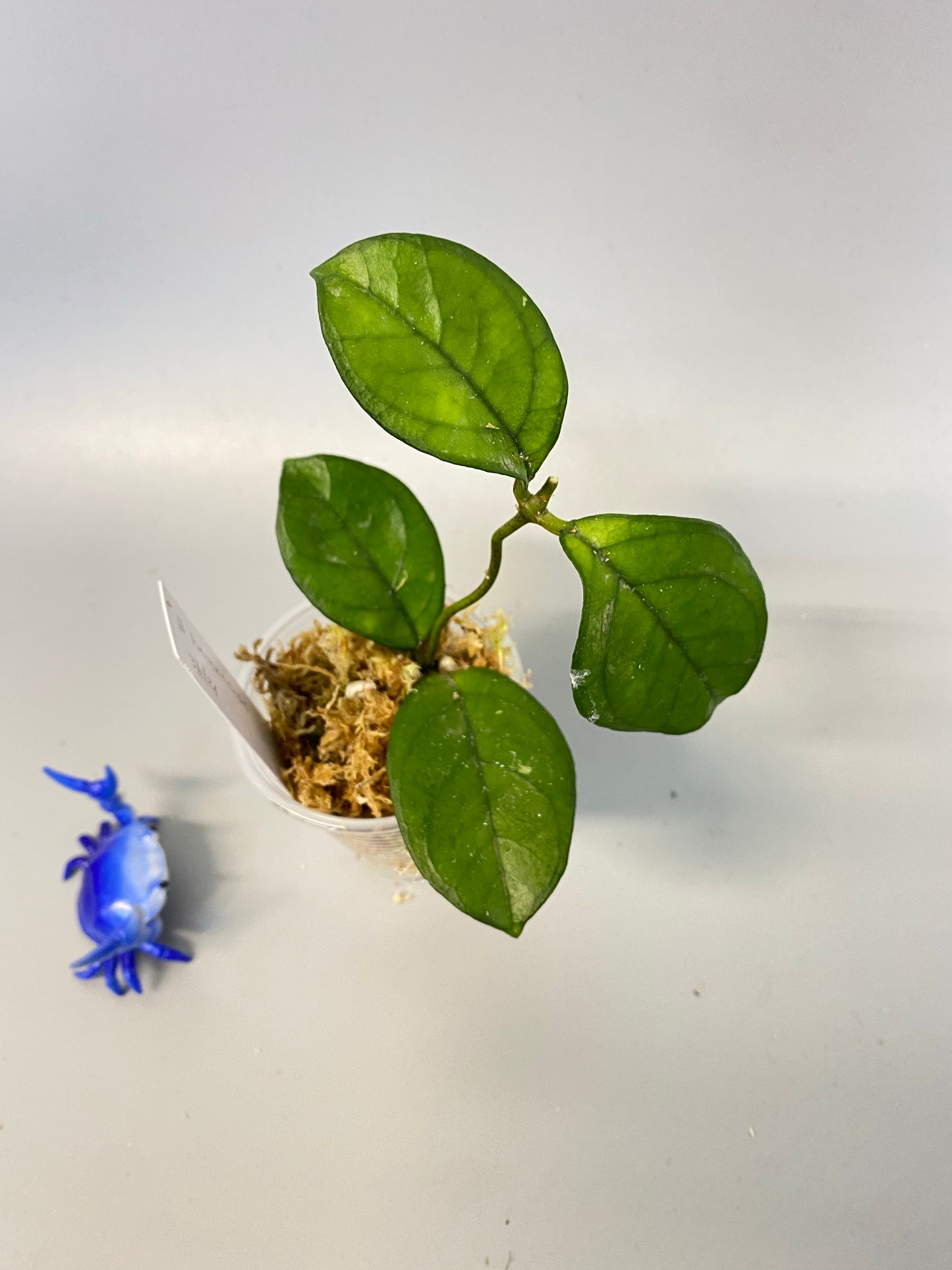 Hoya hainanensis - unrooted