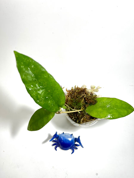 Hoya caudata hooker - has some roots
