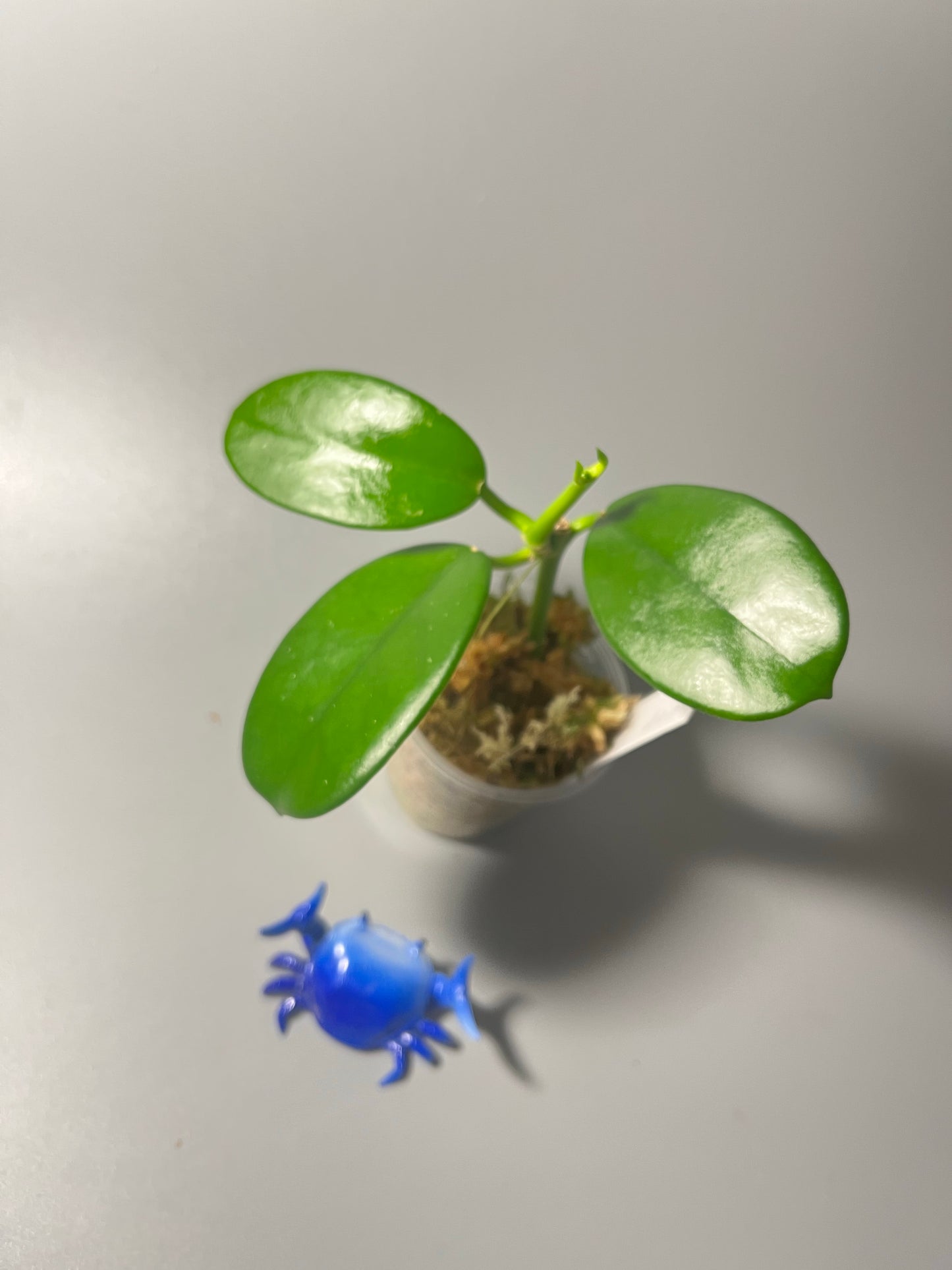 Hoya Ah-014 - active growth