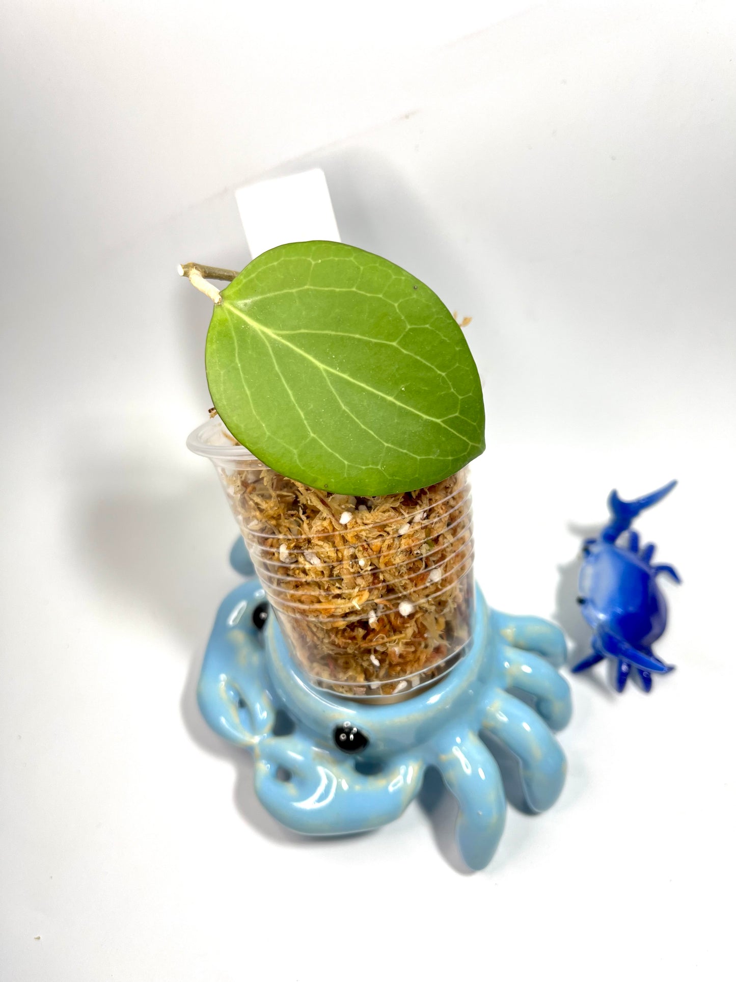 Hoya fischeriana 2 nodes / 1 leaf - Unrooted