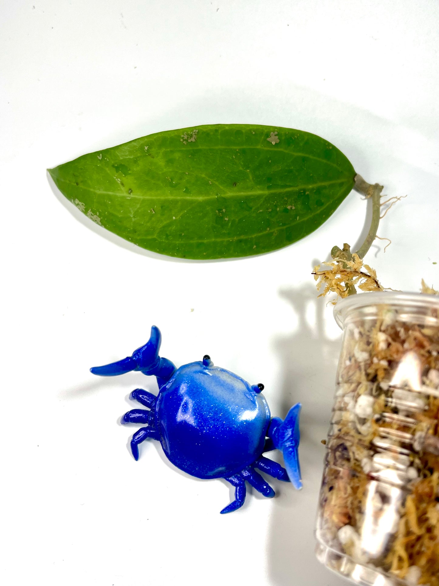 Hoya sp sarawak gps 10073 - 2 nodes / 1 leaf -Unrooted (Not Borneo)